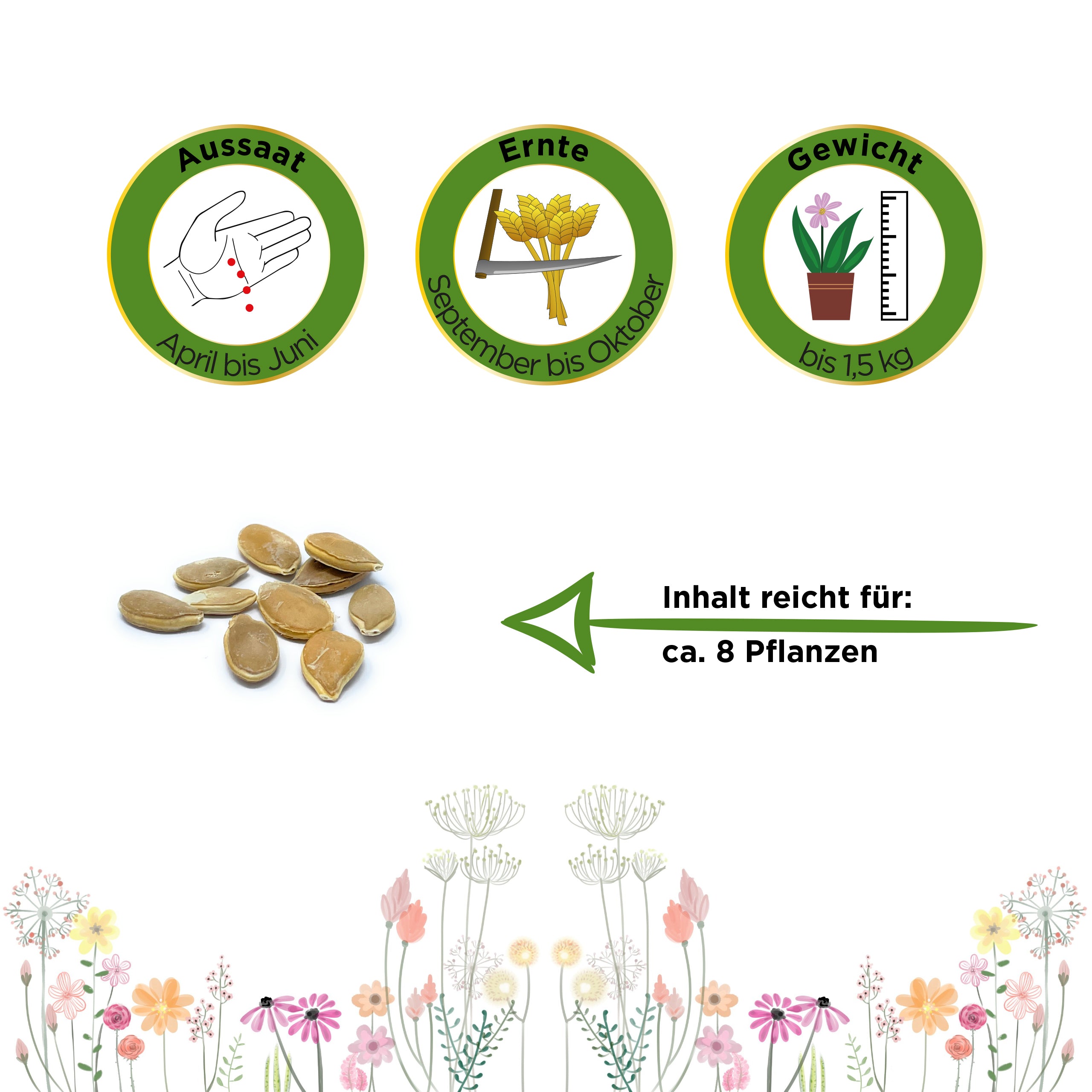 Hokkaido Kürbis Uchiki Kuri