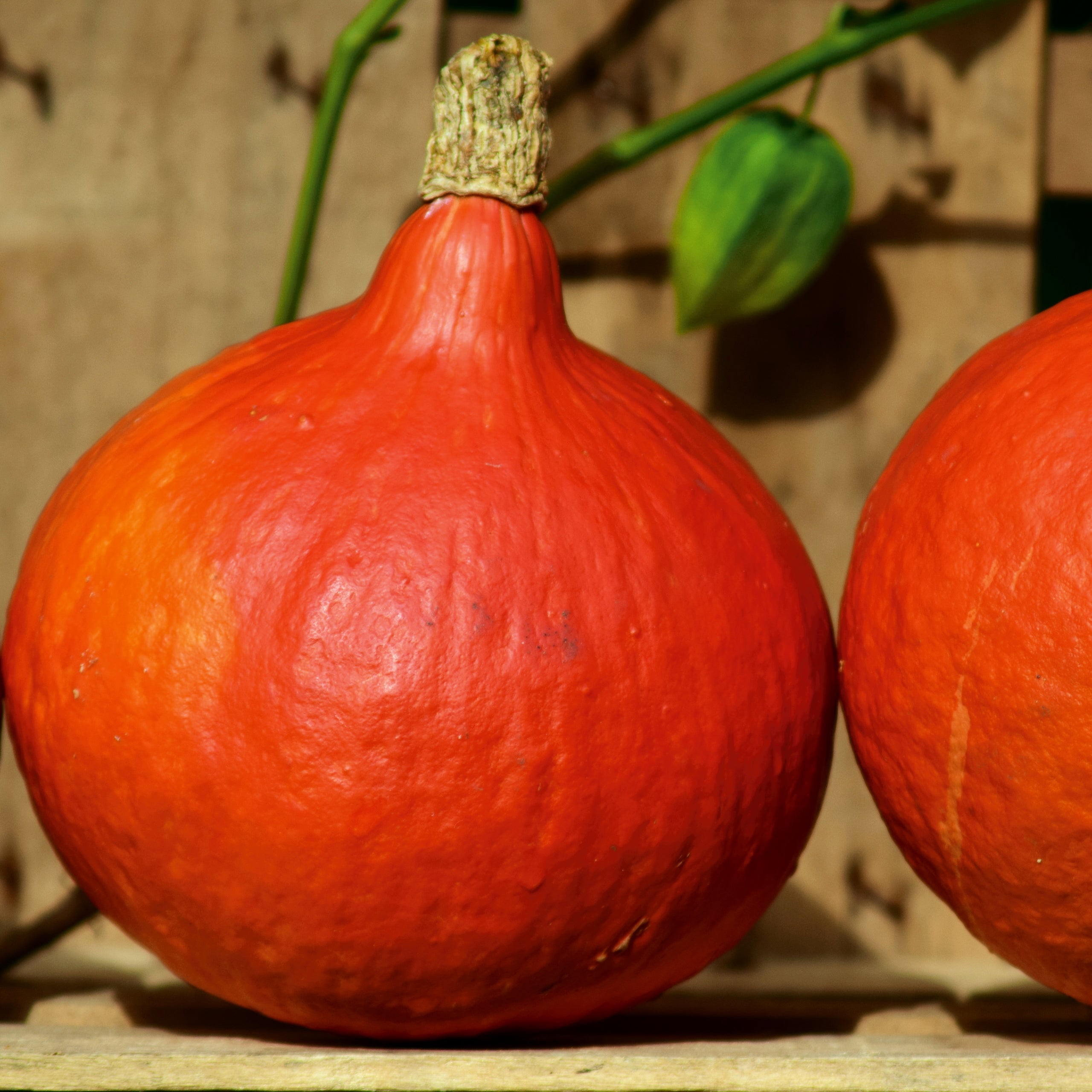 Hokkaido Kürbis Uchiki Kuri