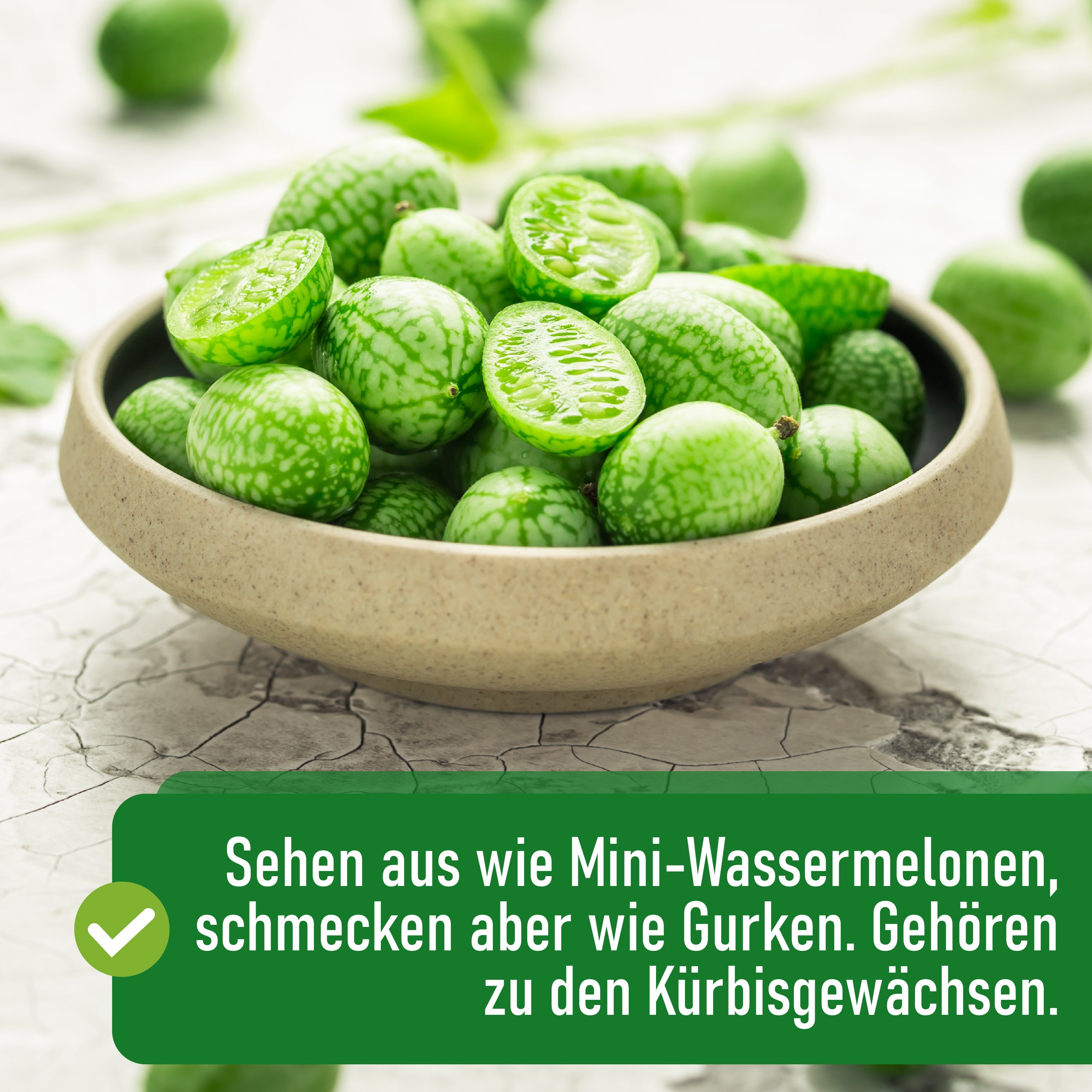 Mexikanische Minigurke