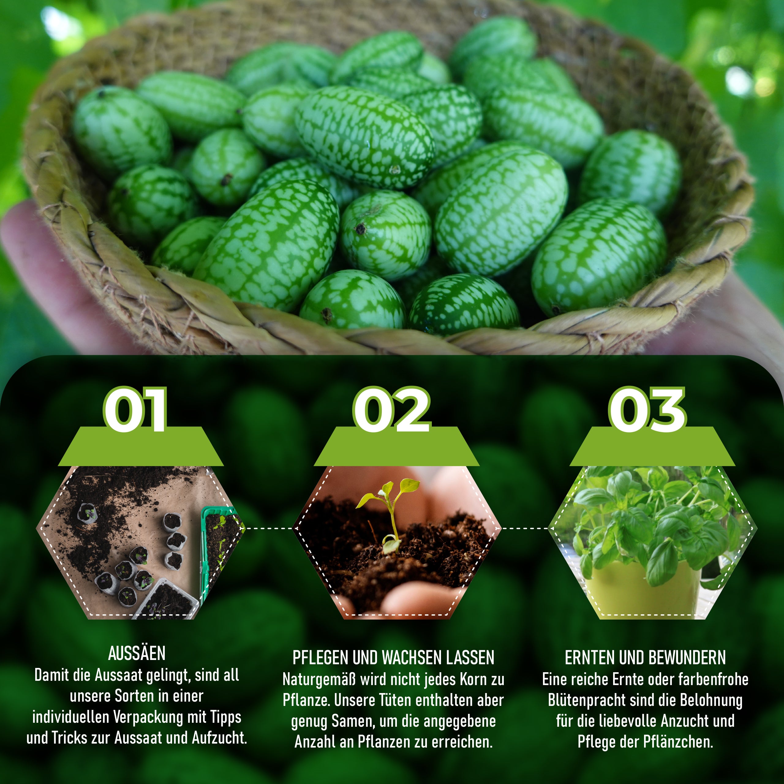 Mexikanische Minigurke