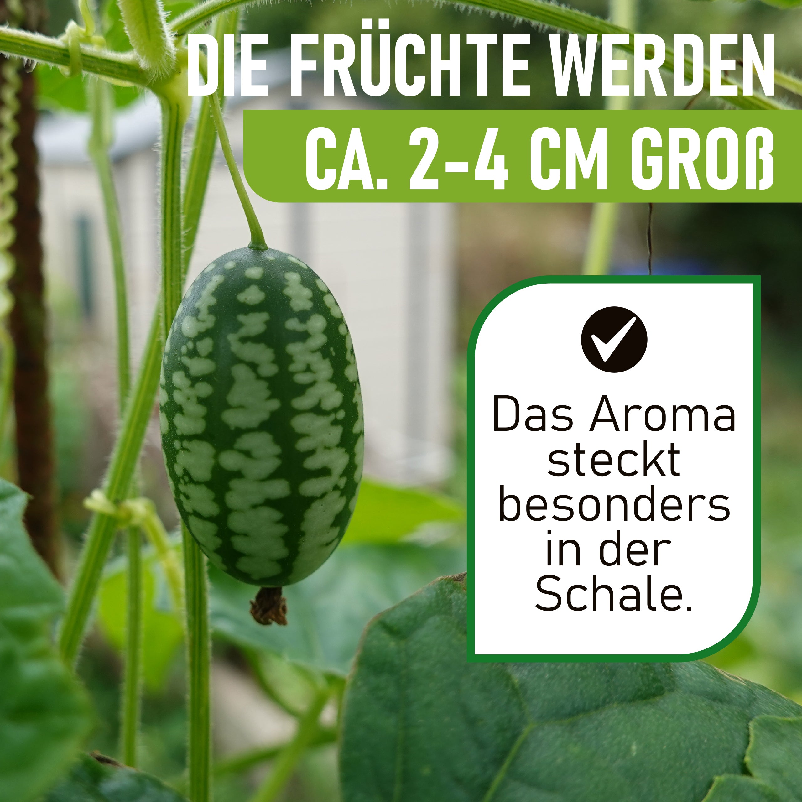 Mexikanische Minigurke