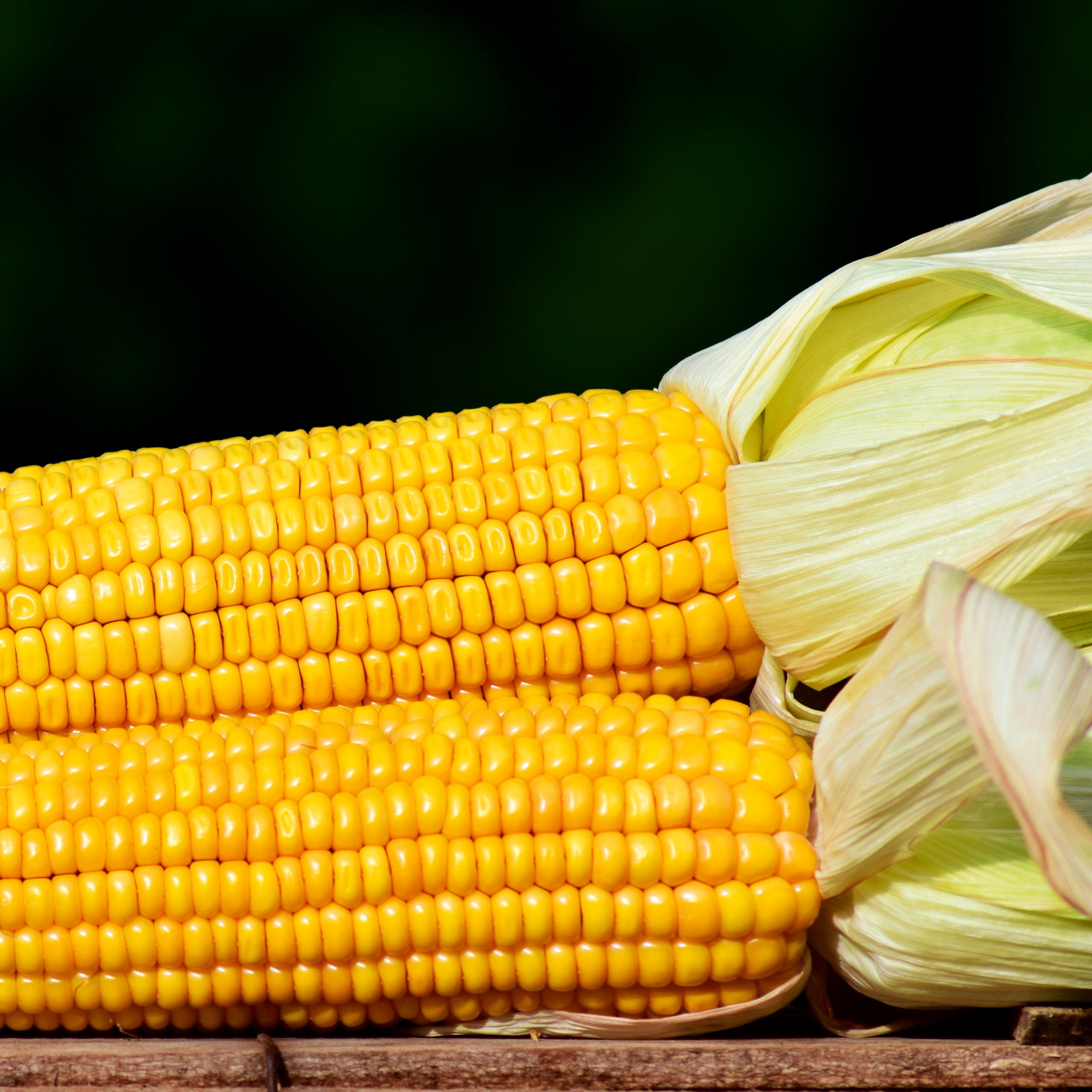 Zuckermais Golden Bantam
