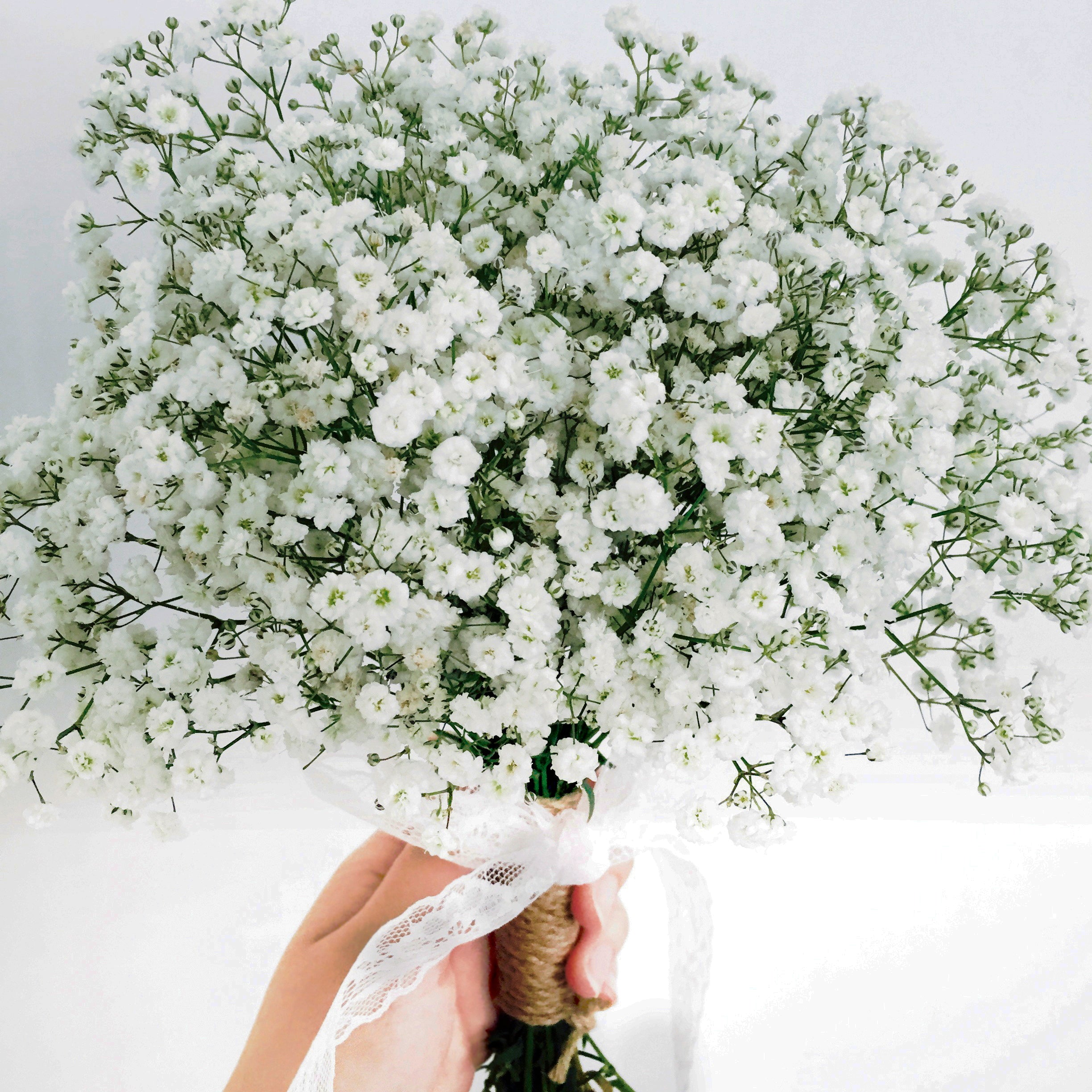 Stauden-Schleierkraut weiß