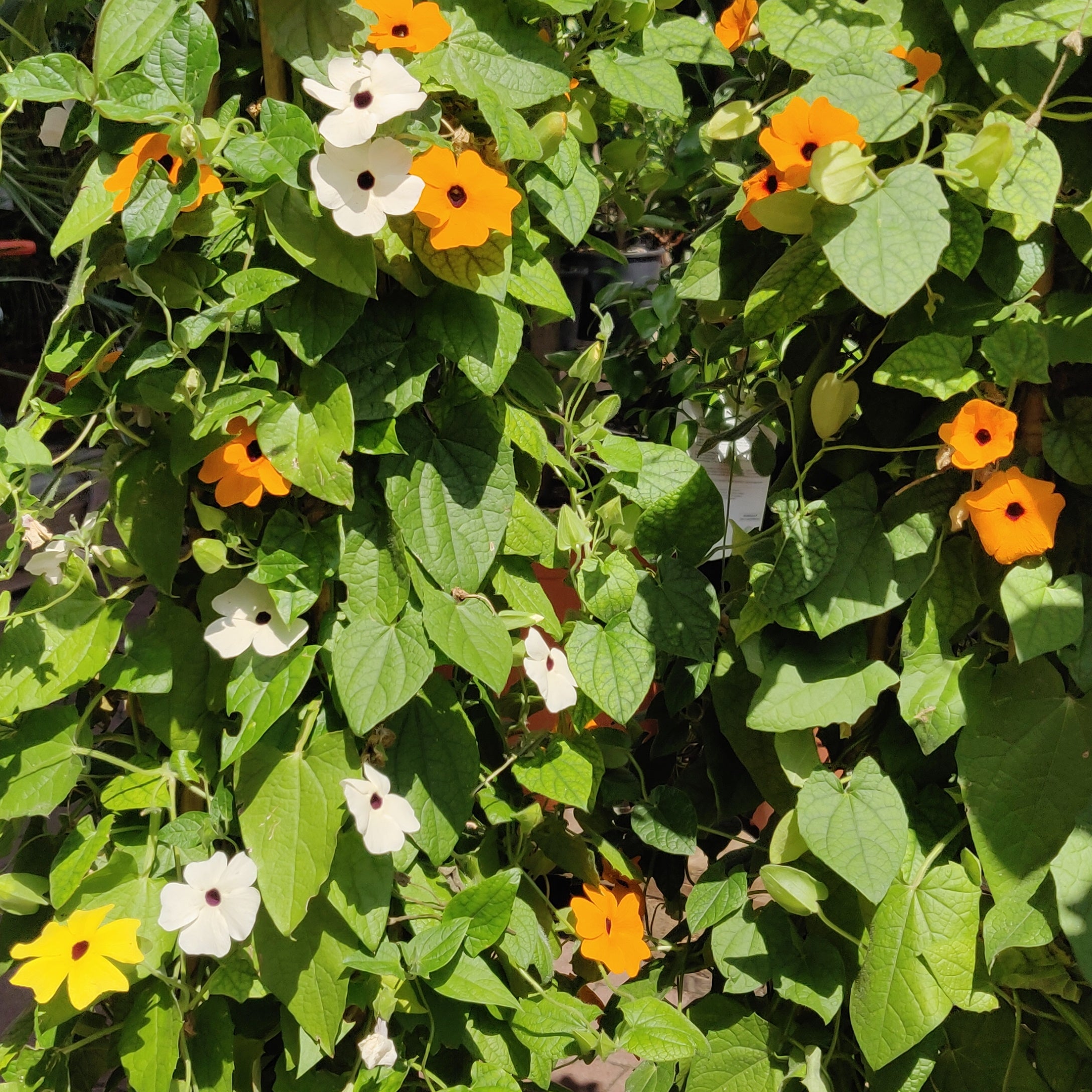 Schwarzäugige Susanne Mischung