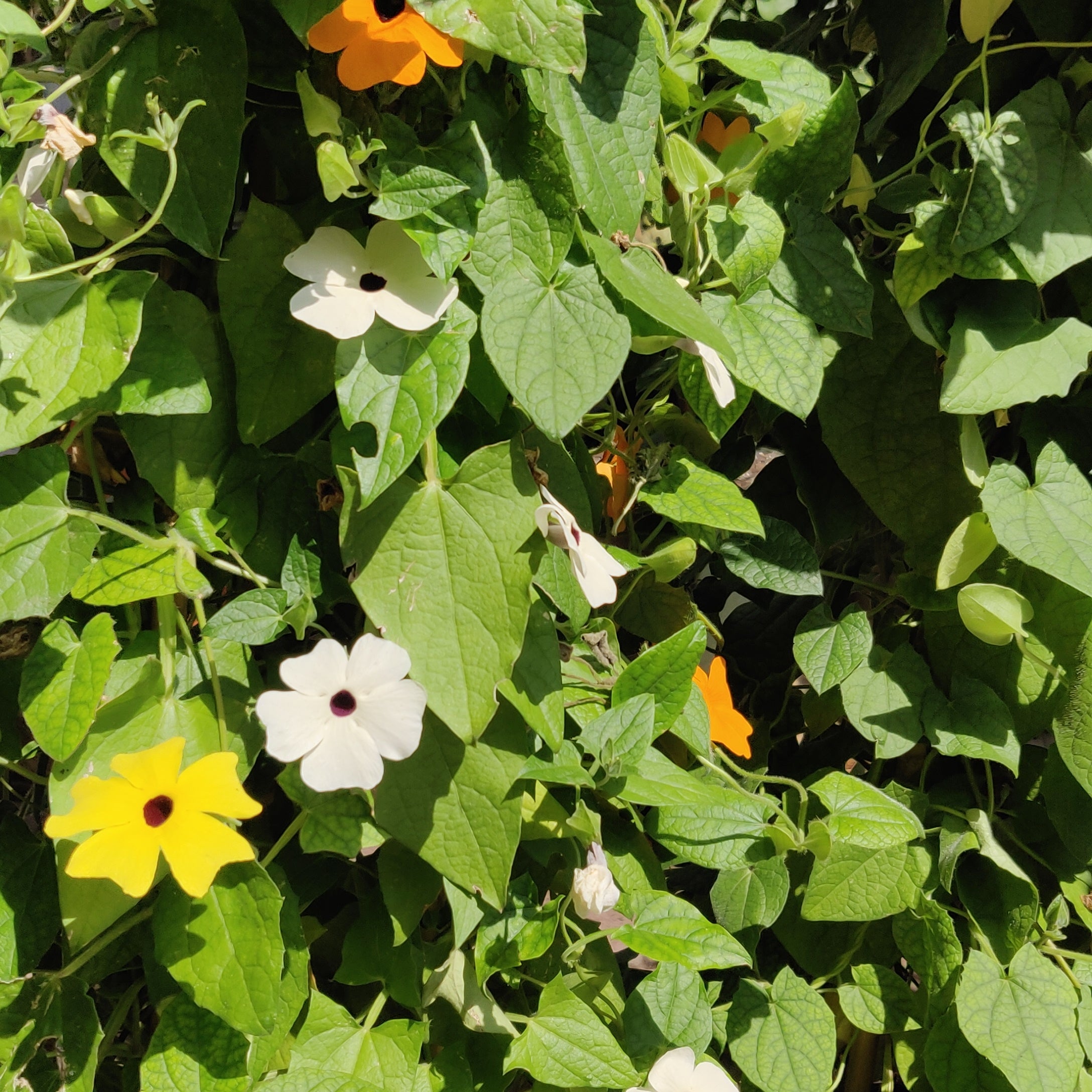 Schwarzäugige Susanne Mischung