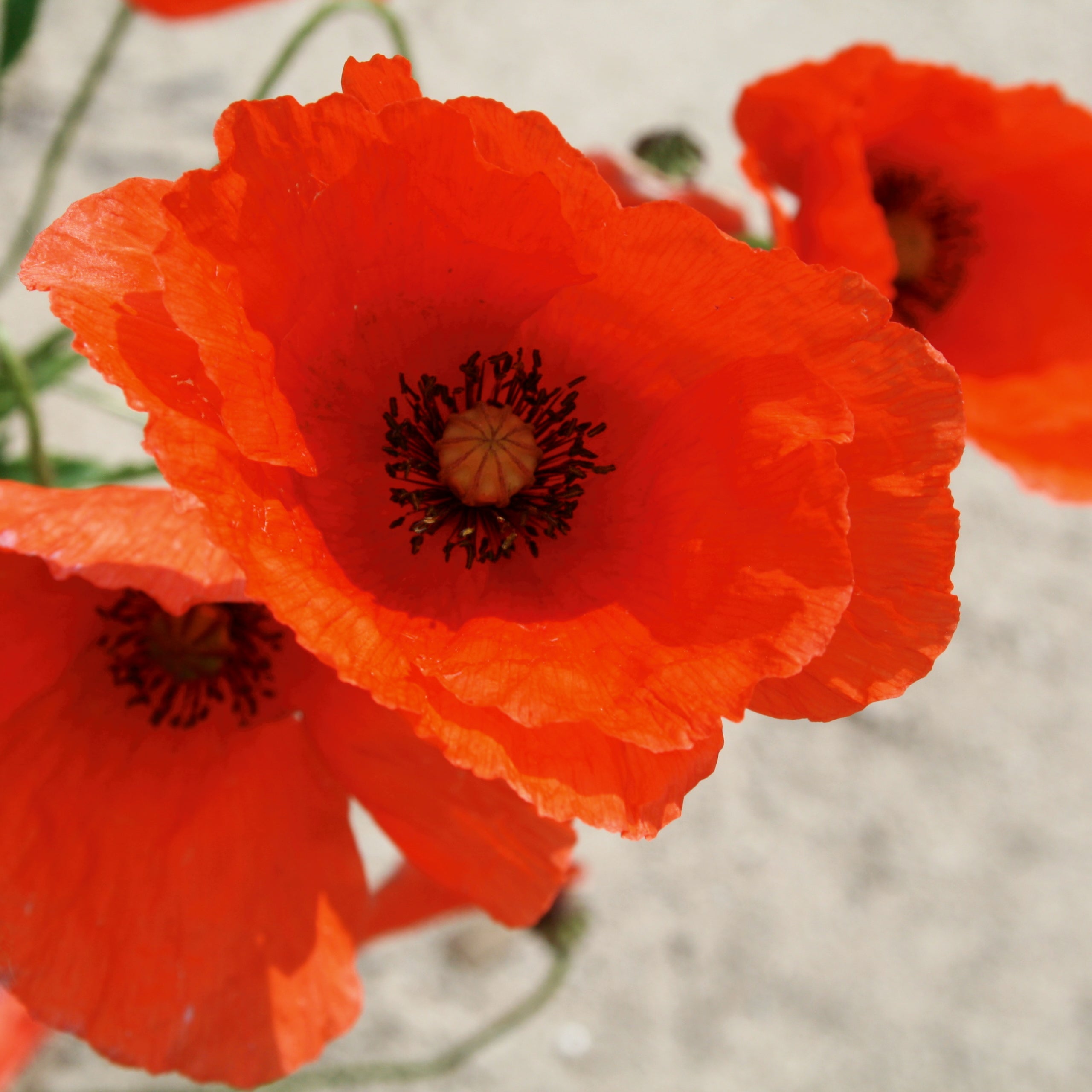 Klatsch-Mohn rot