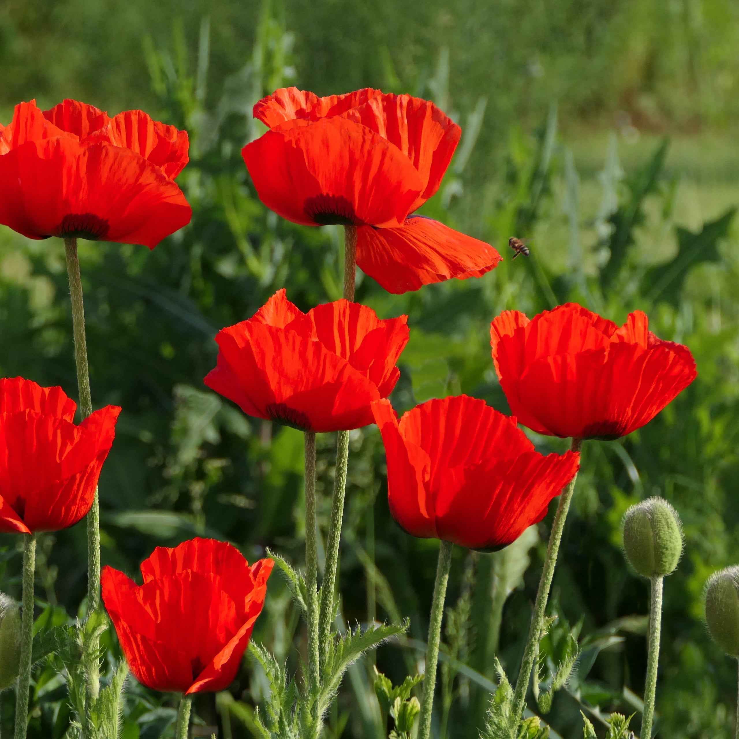 Klatsch-Mohn rot