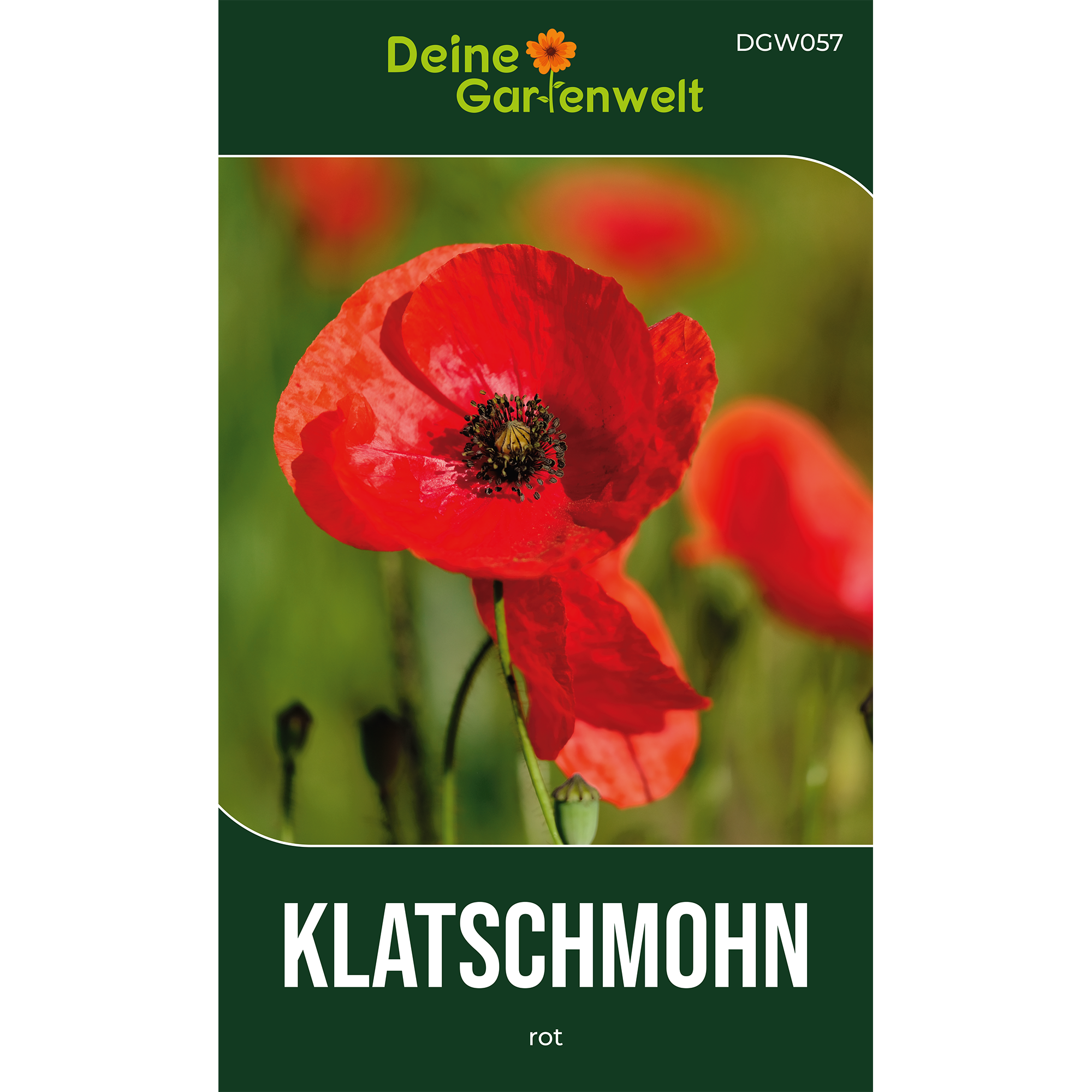 Klatsch-Mohn rot