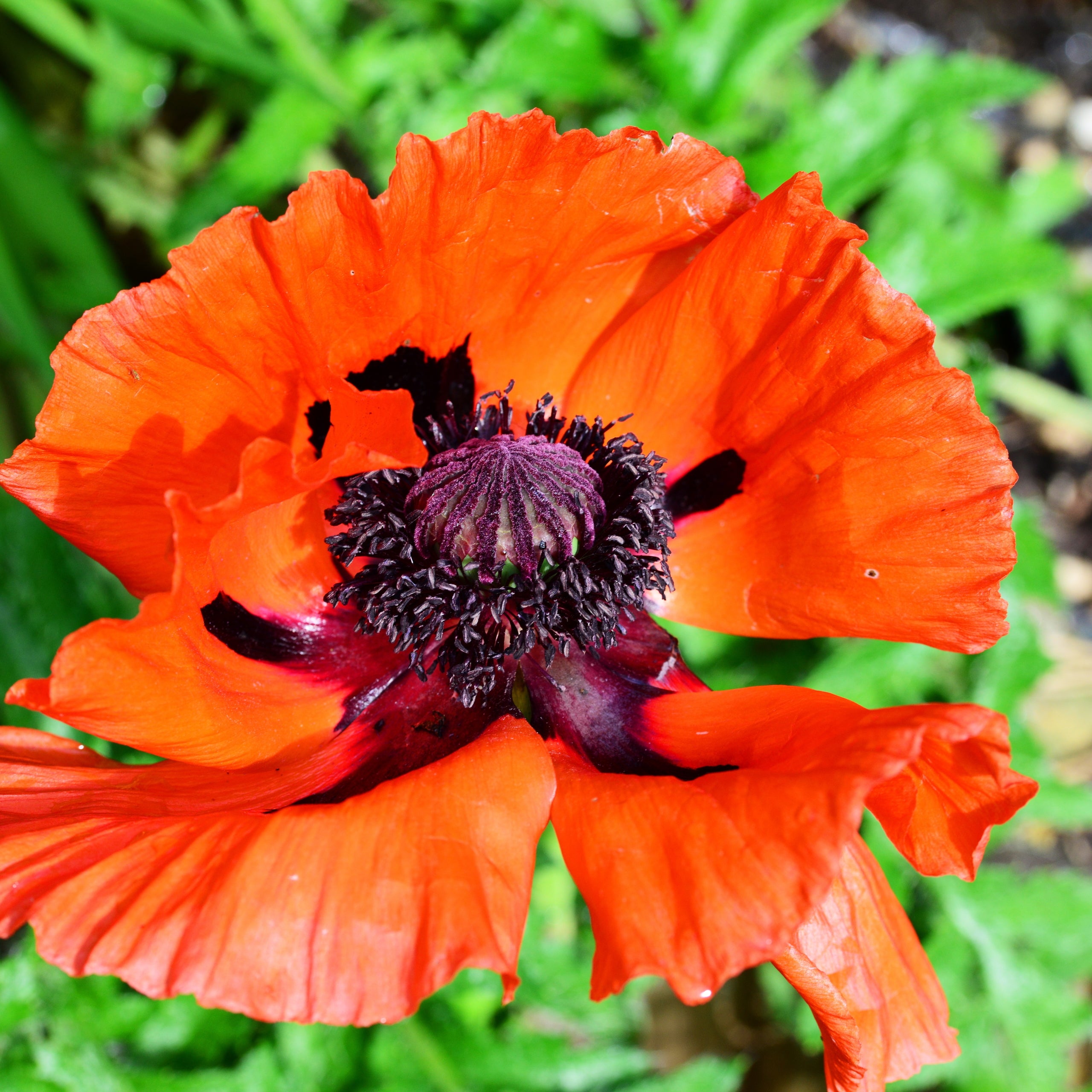 Türkischer Mohn