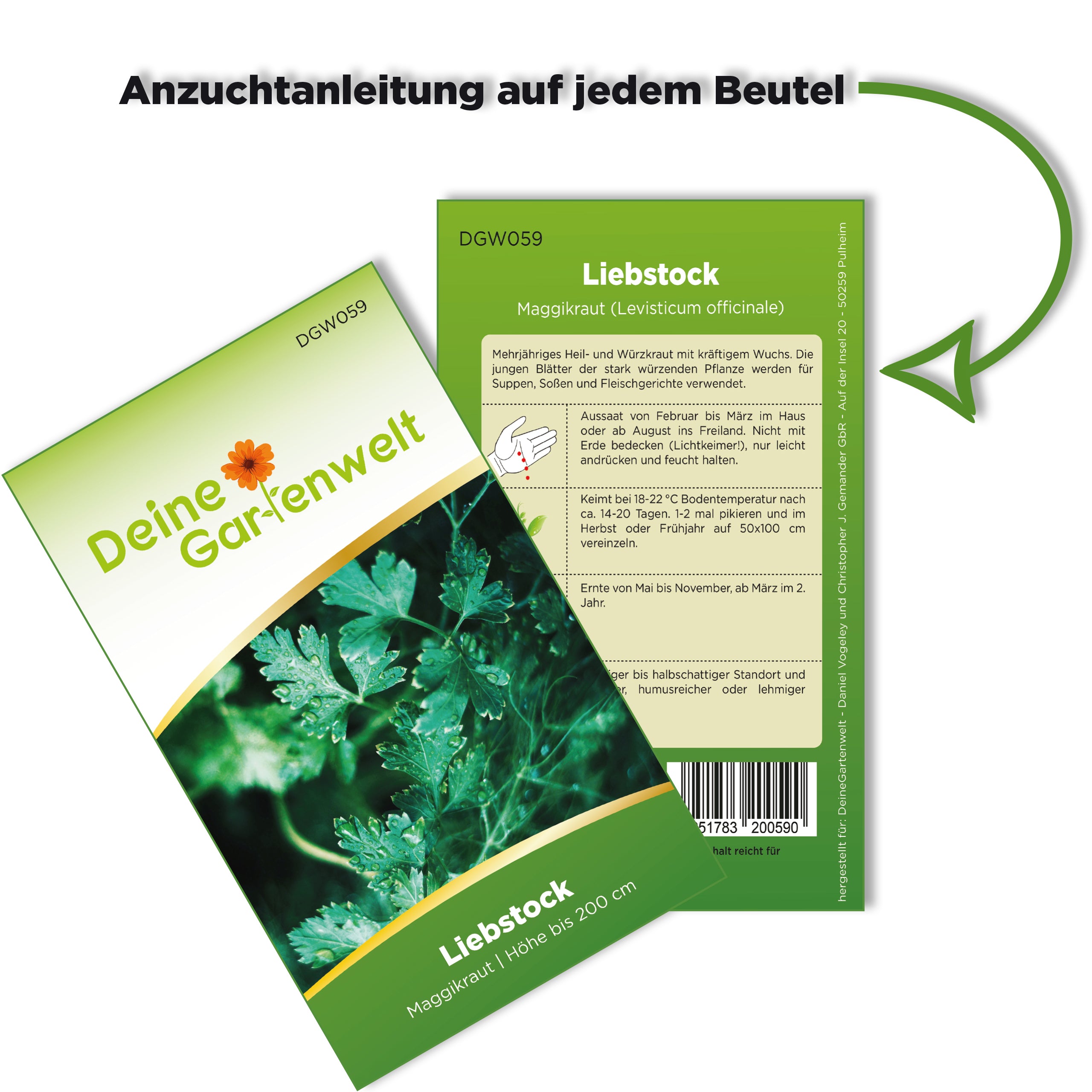 Liebstöckel Maggikraut