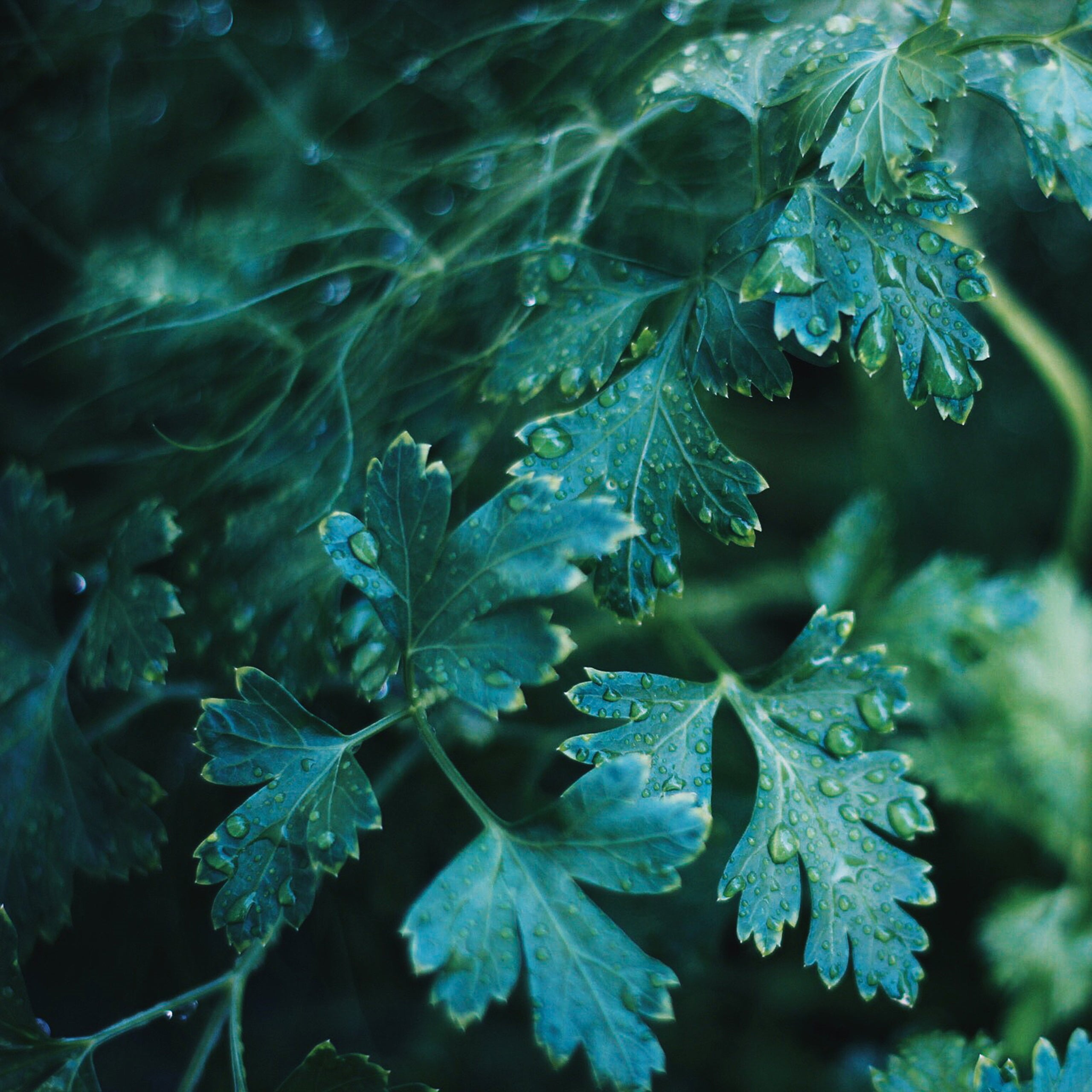 Liebstöckel Maggikraut