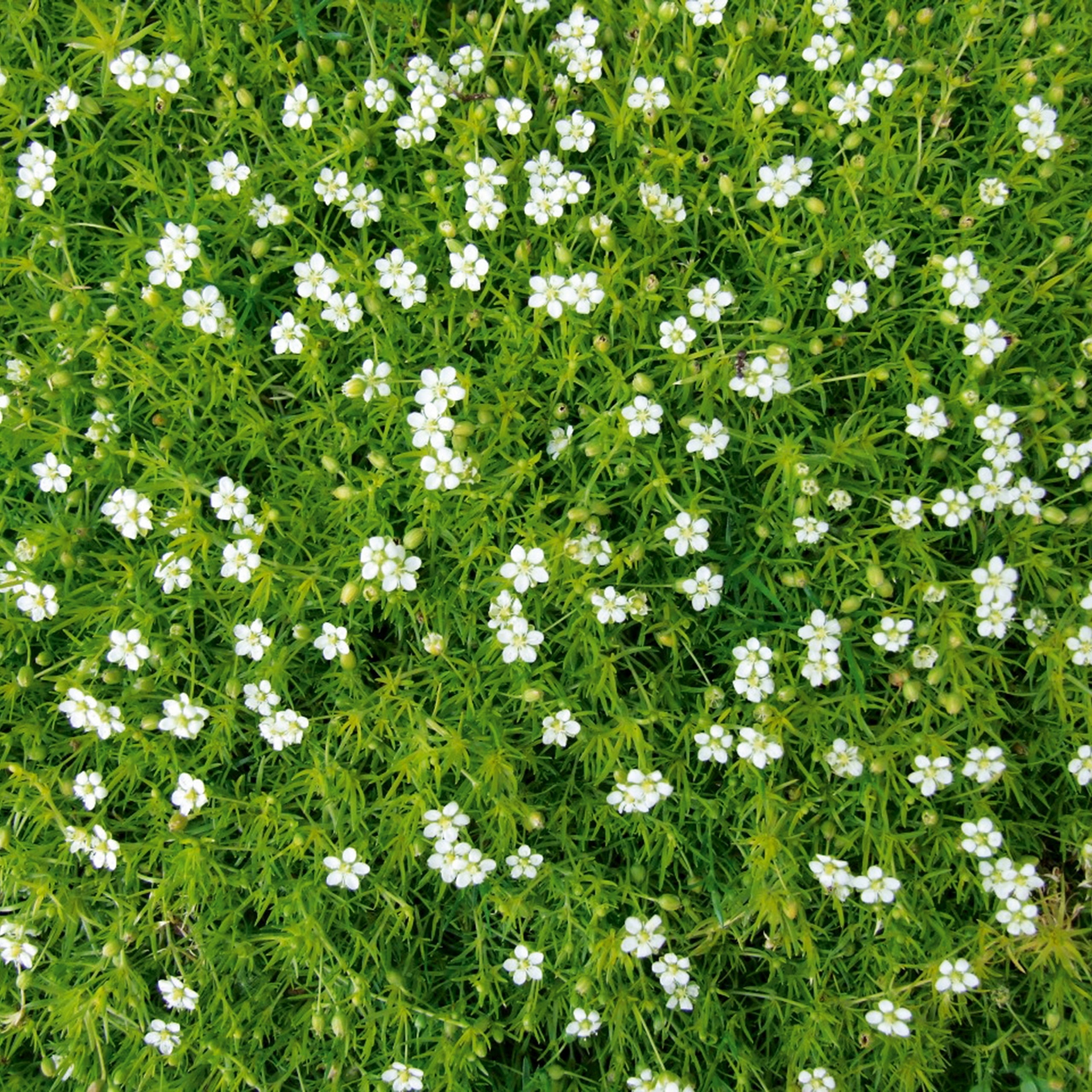 Mastkraut - Plattenmoos