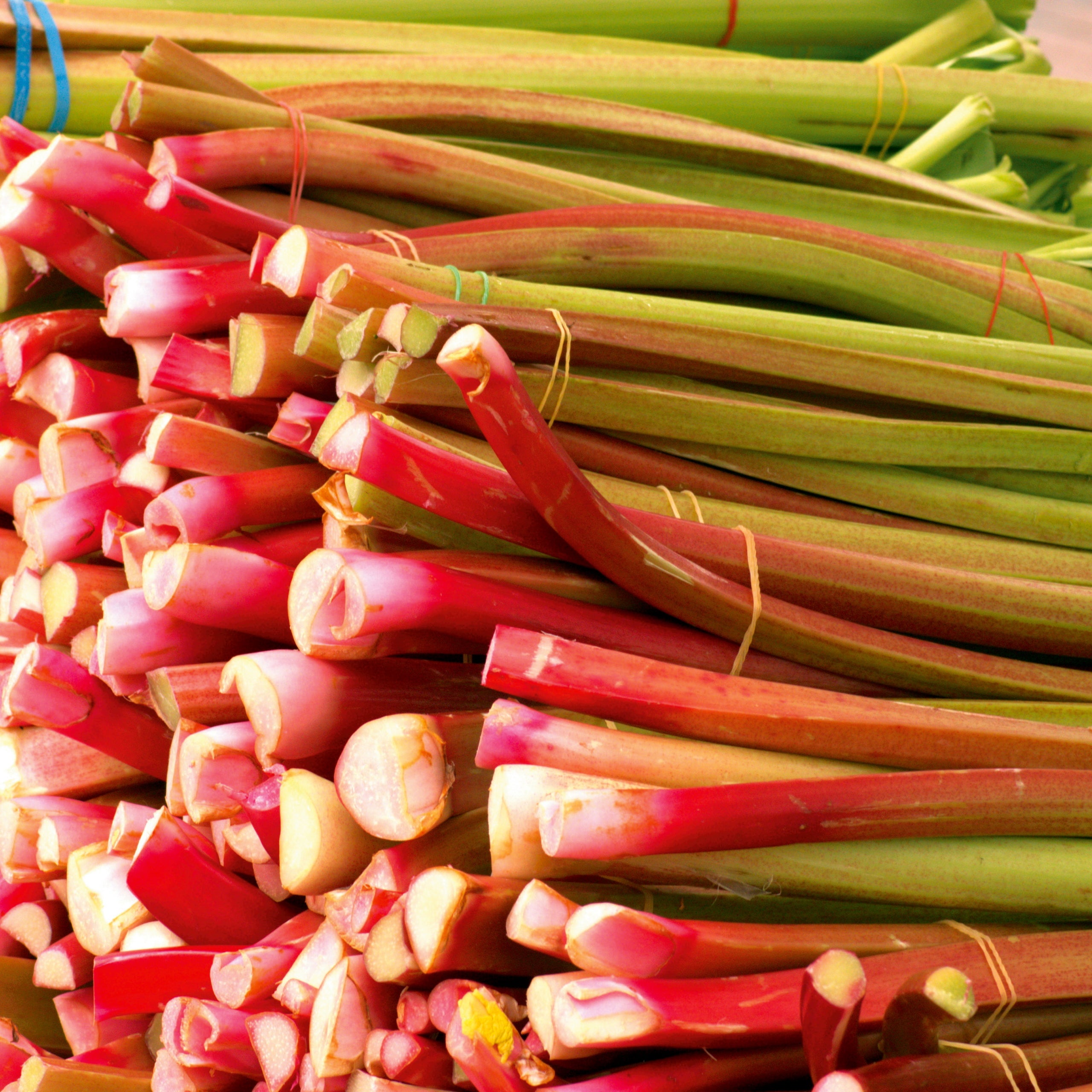 Rhabarber rot