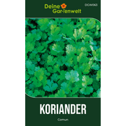 Koriander Comun
