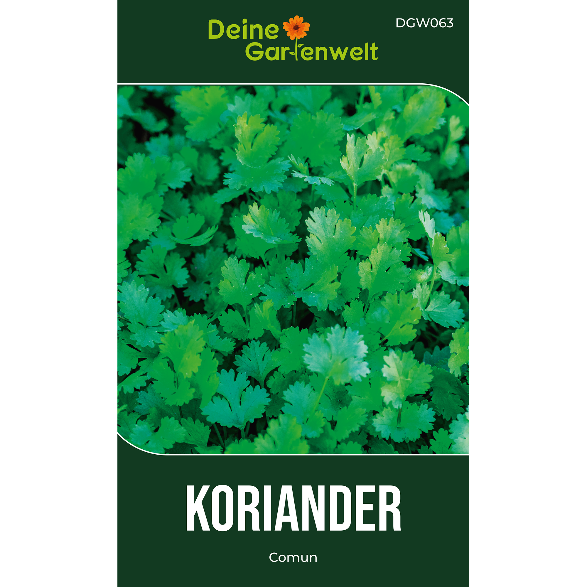 Koriander Comun