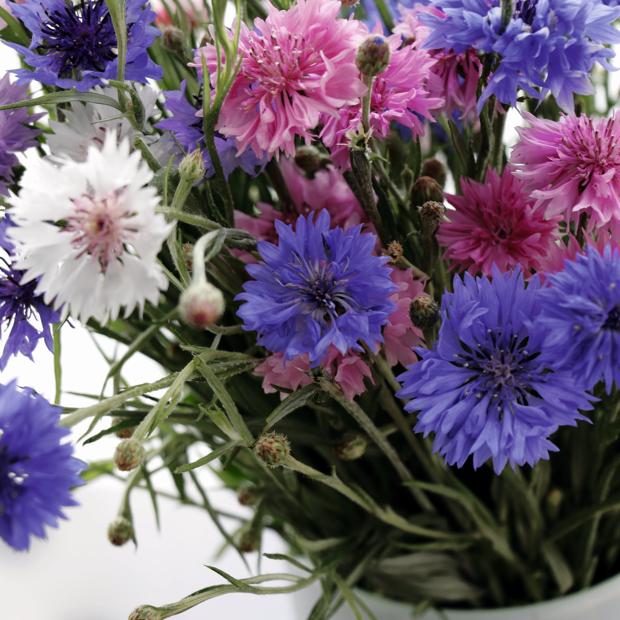 Kornblumen Gefüllte Mischung