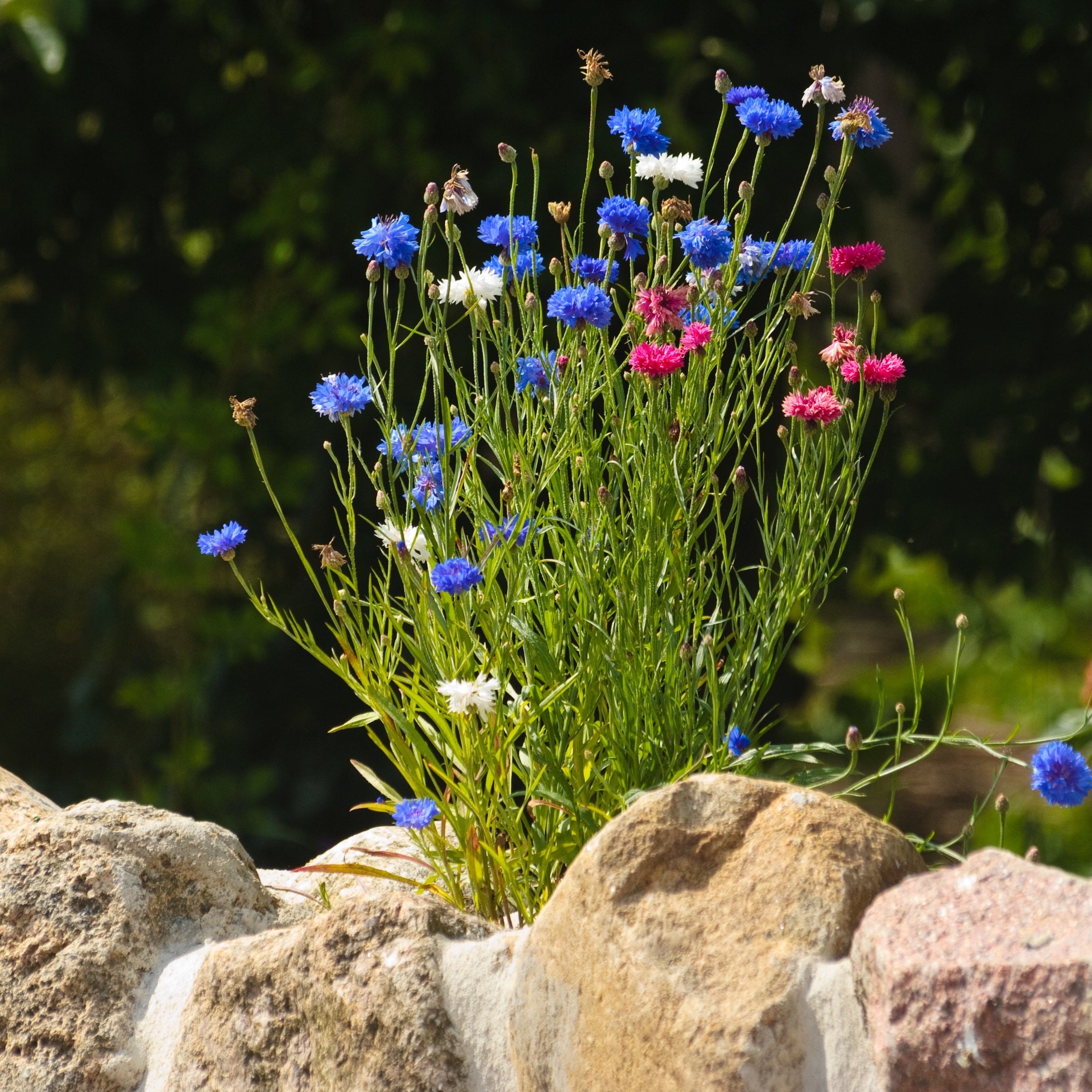 Kornblumen Gefüllte Mischung