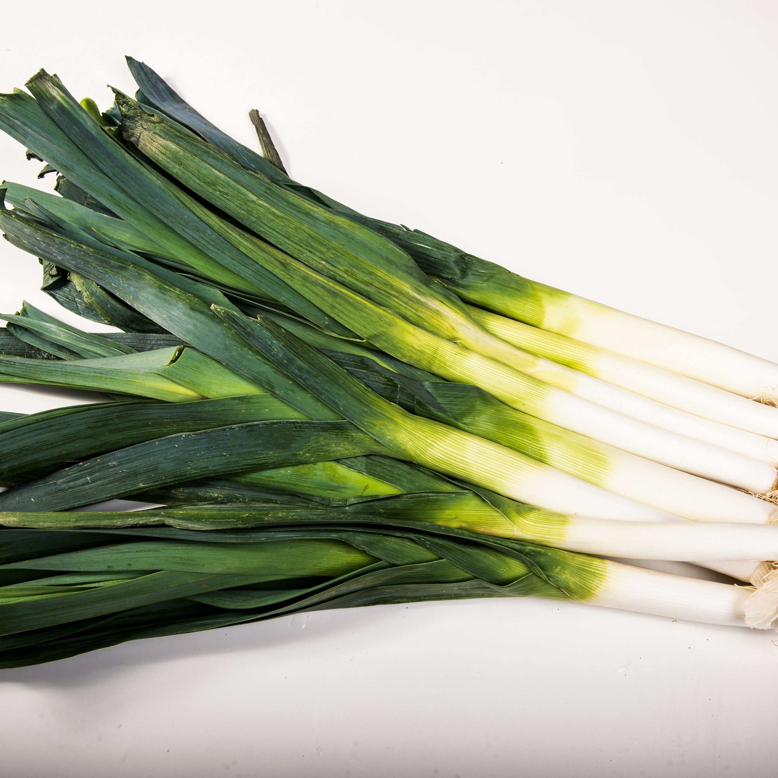 Porree Lauch Blaugrüner Winter