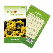 Steinkraut Goldkörbchen