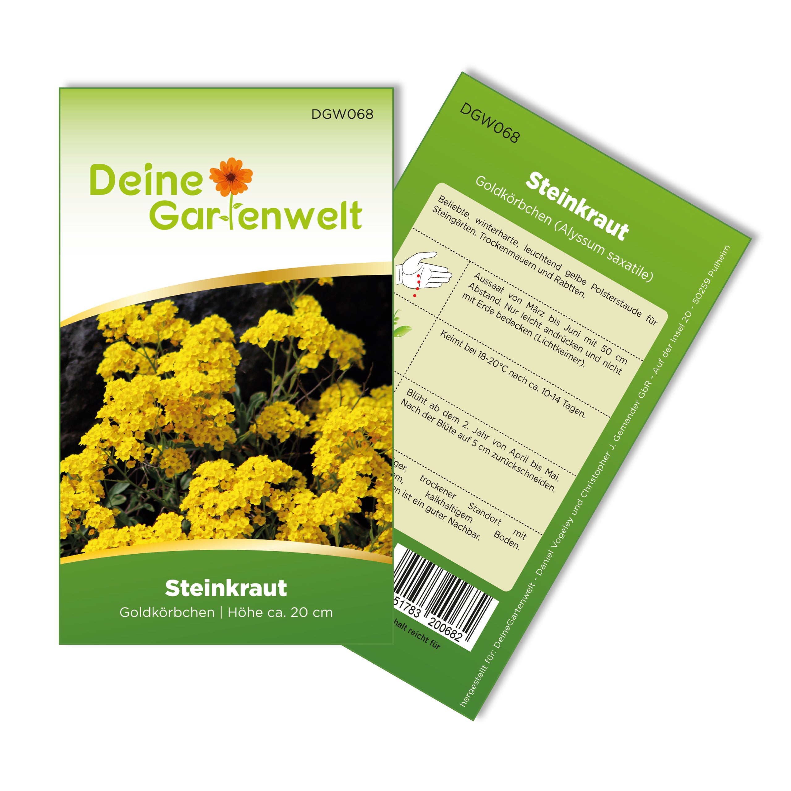 Steinkraut Goldkörbchen