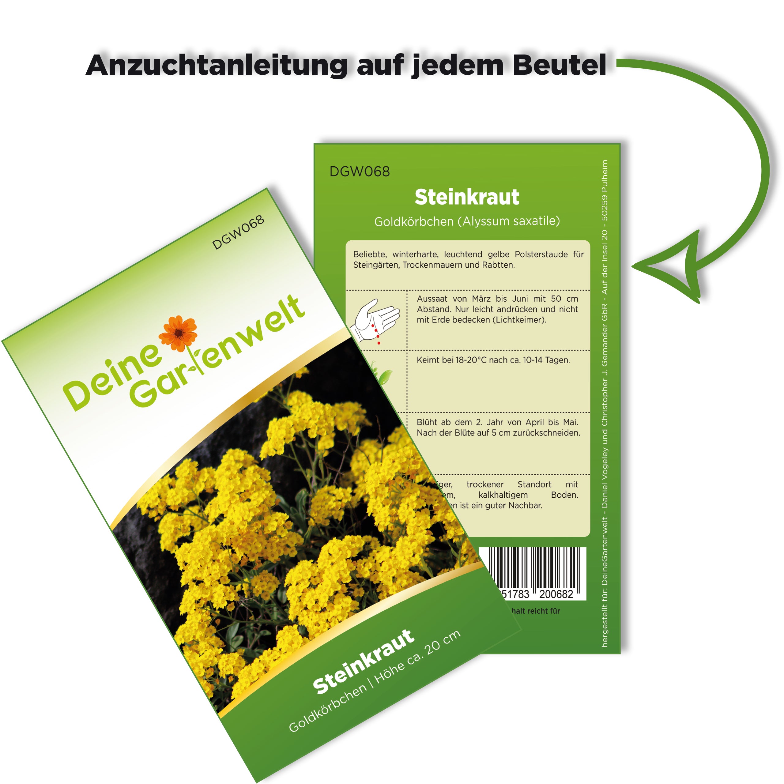 Steinkraut Goldkörbchen