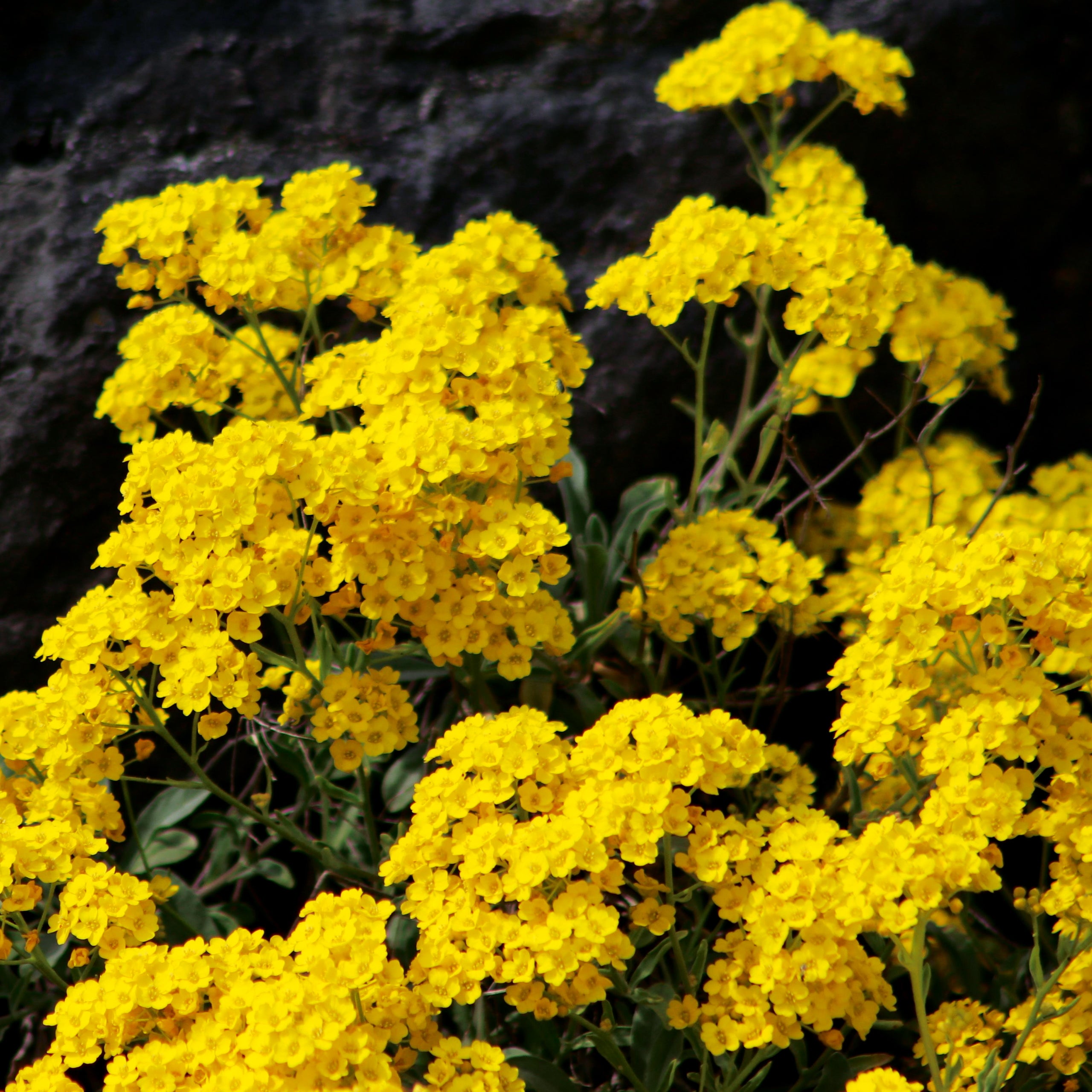 Steinkraut Goldkörbchen
