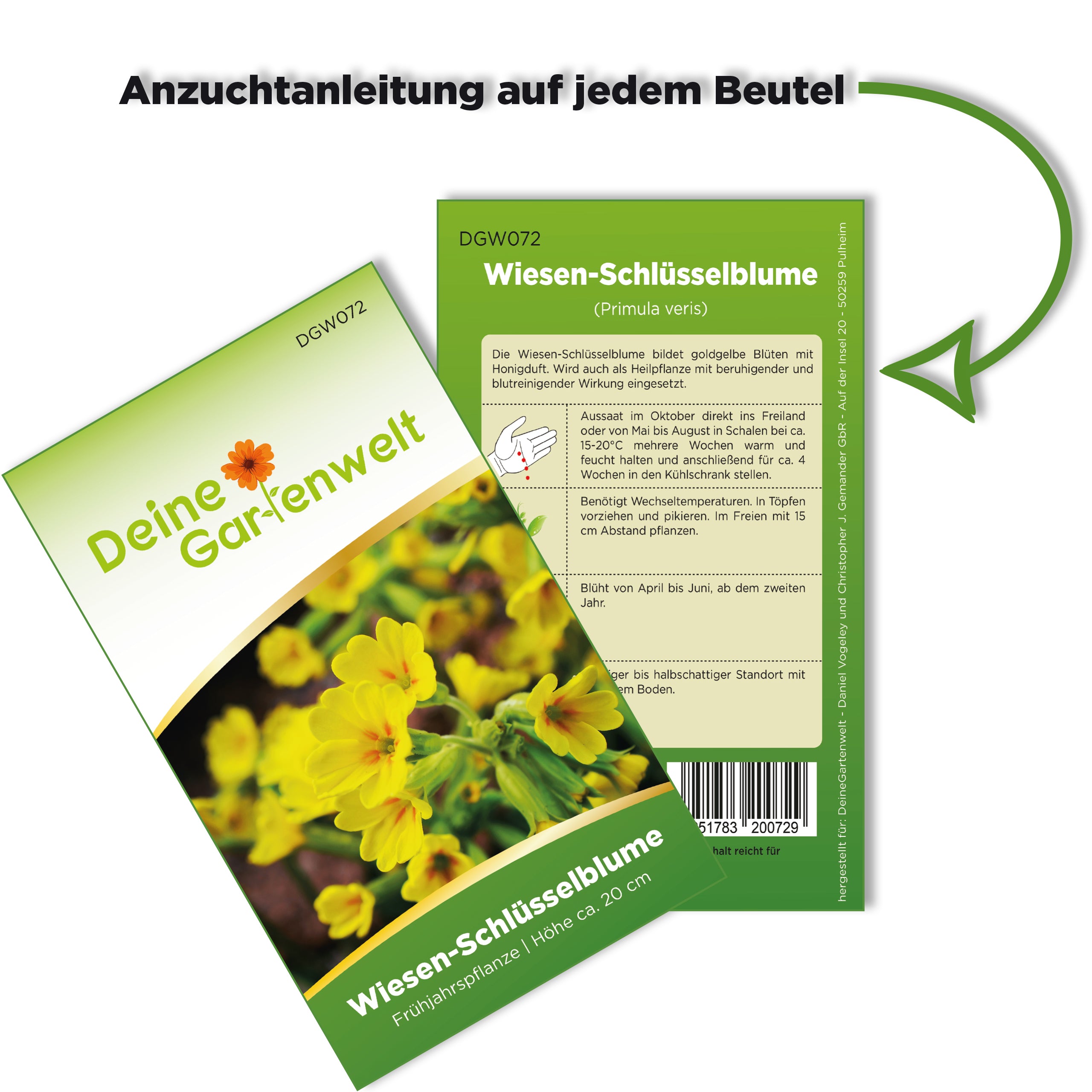 Wiesen-Schlüsselblume