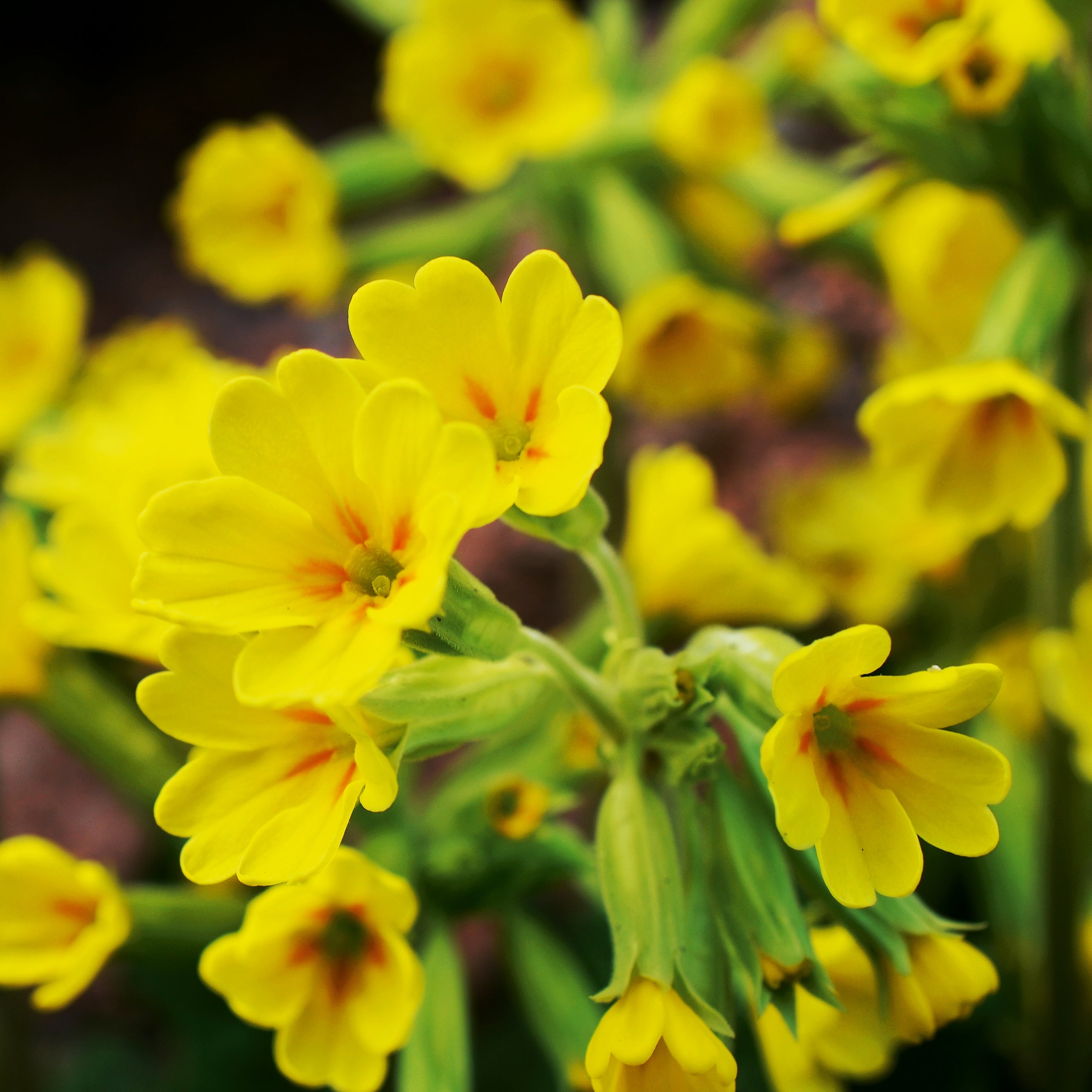 Wiesen-Schlüsselblume