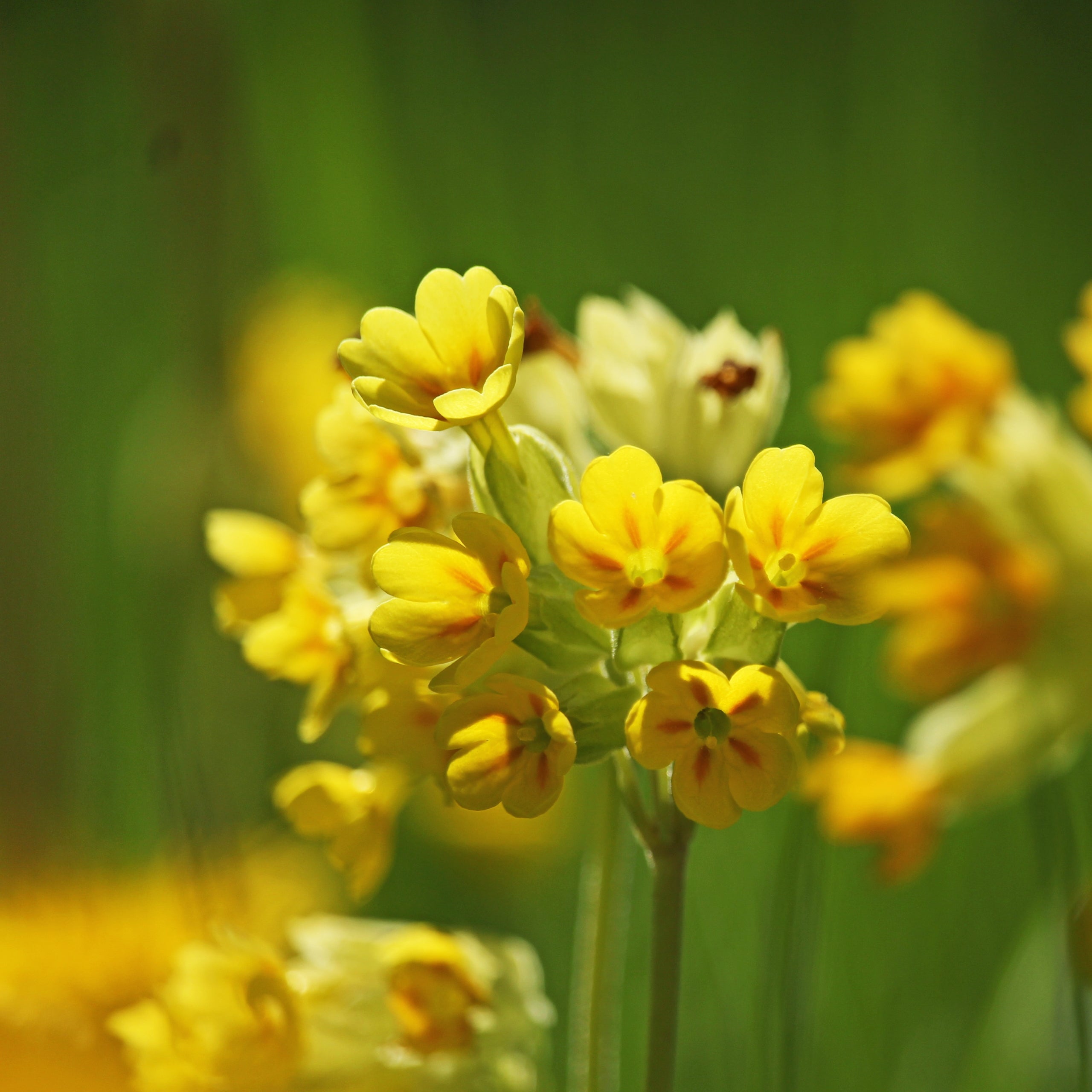 Wiesen-Schlüsselblume