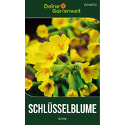 Wiesen-Schlüsselblume