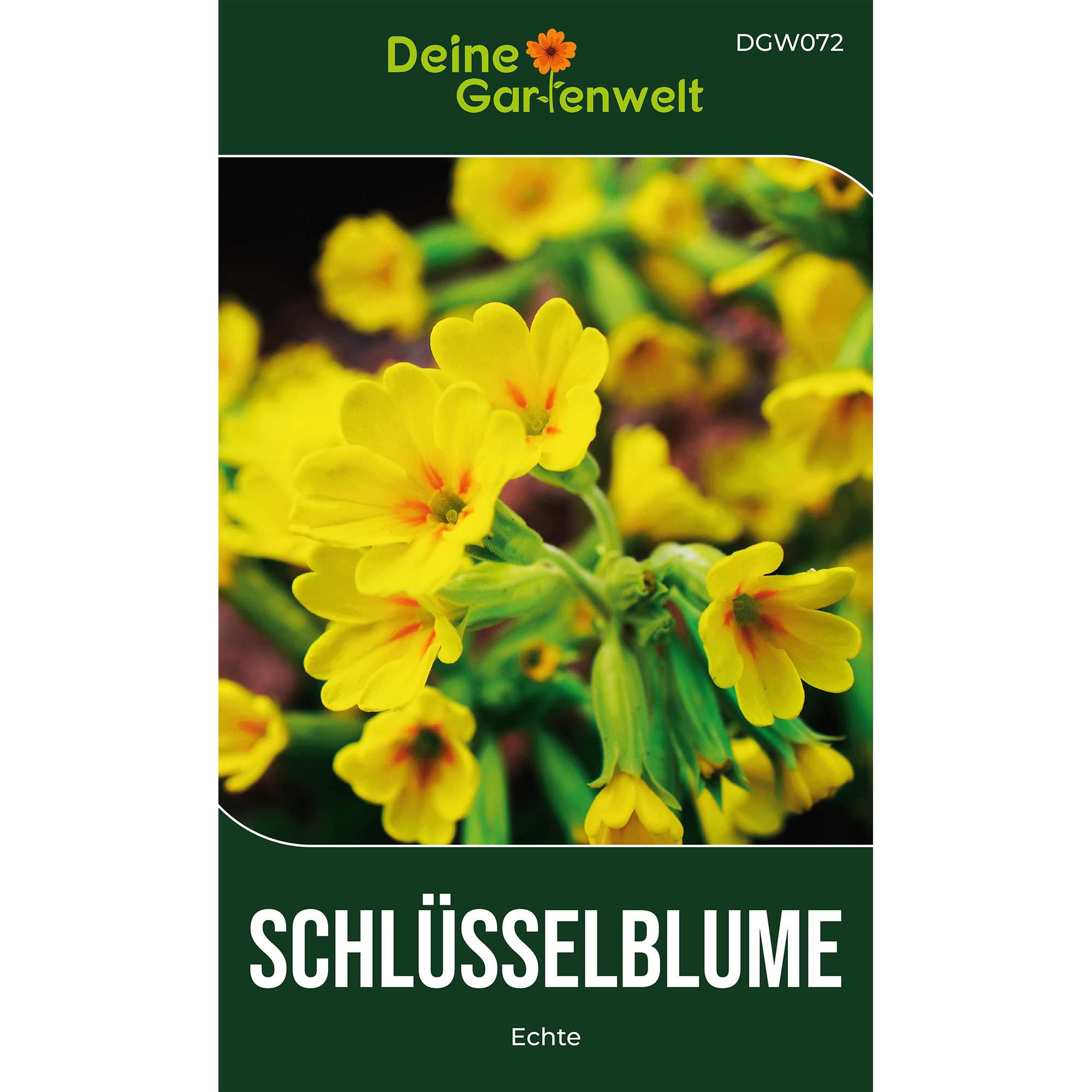 Wiesen-Schlüsselblume