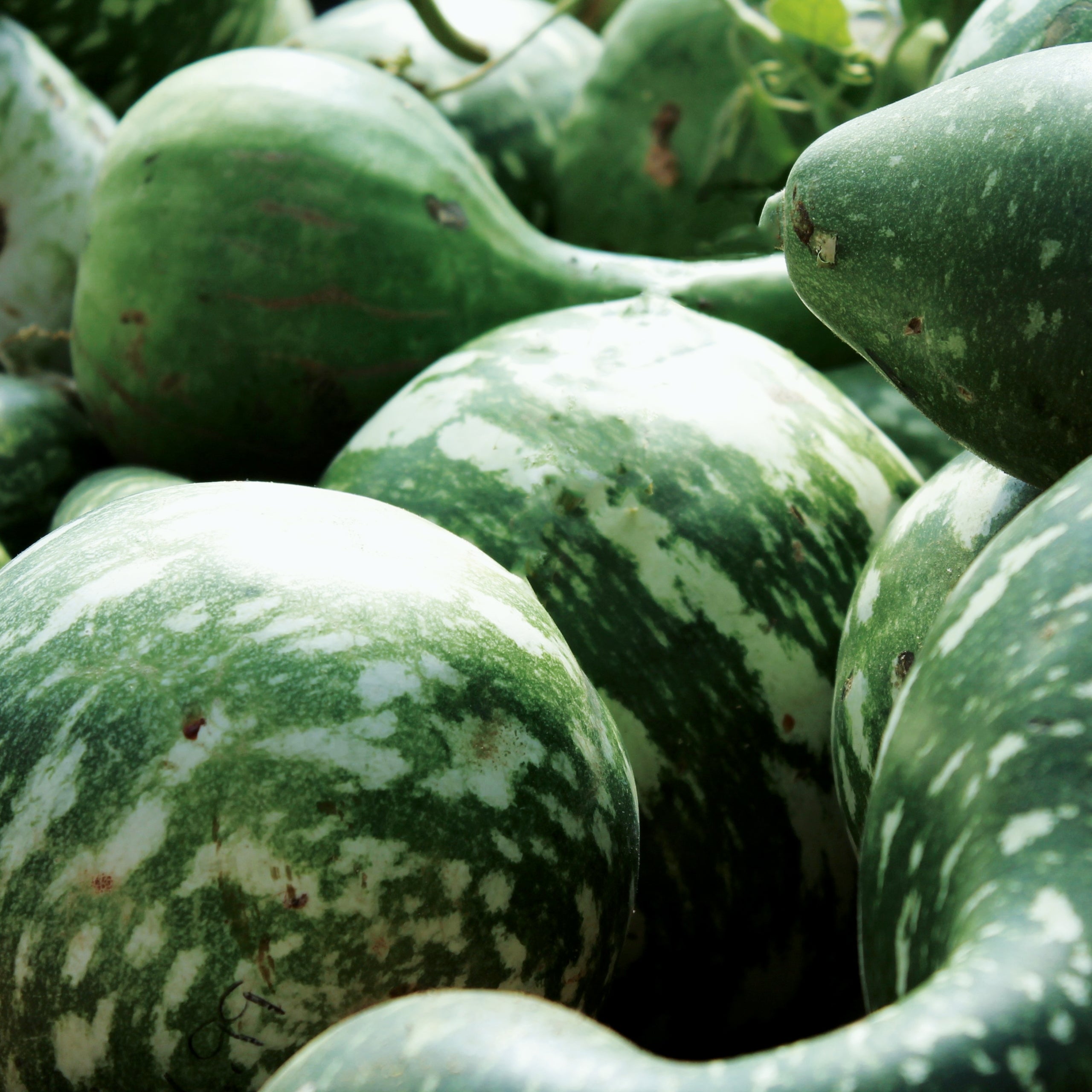 Flaschenkürbis Mischung