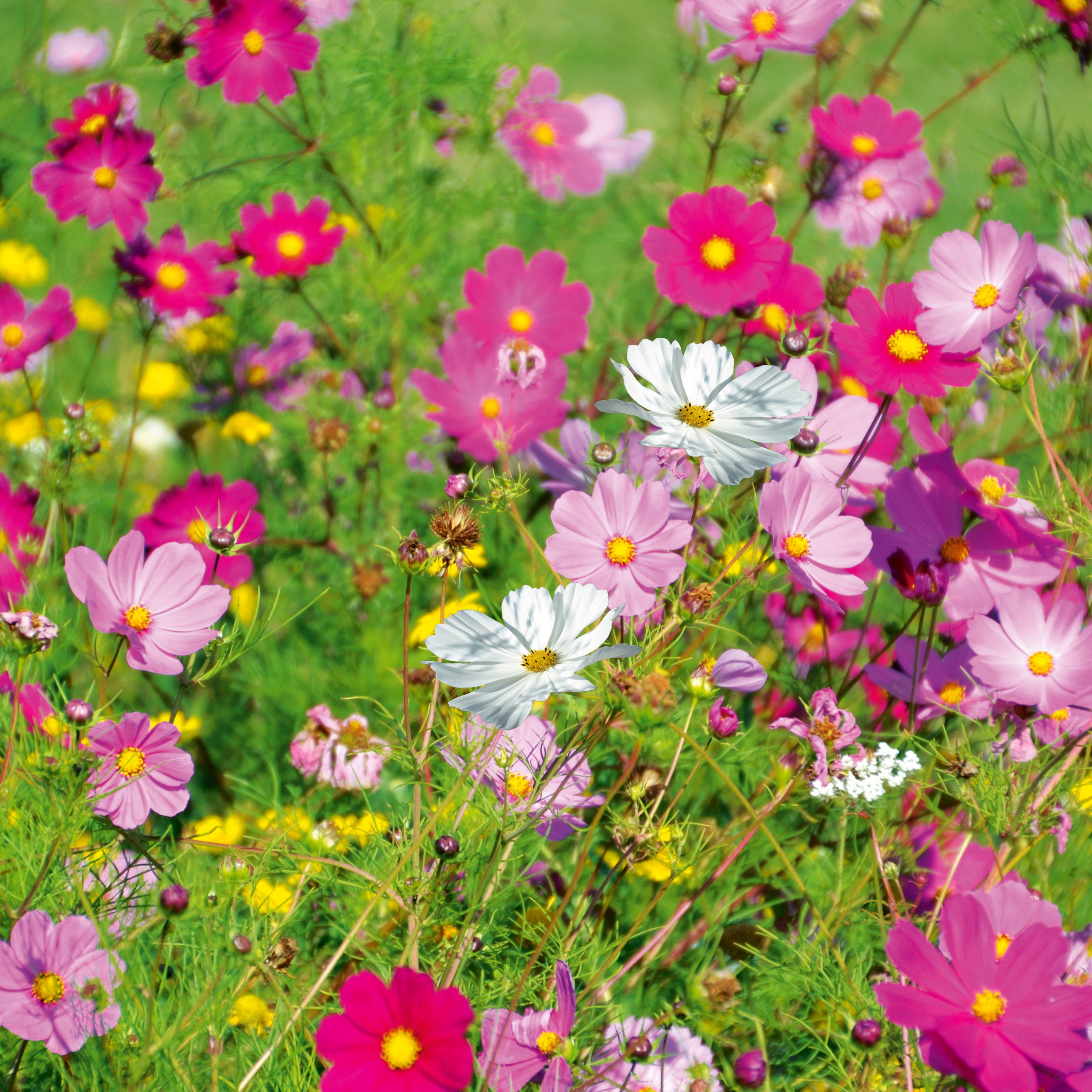 Cosmea Schmuckkörbchen Sensation Mix
