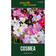 Cosmea Schmuckkörbchen Sensation Mix