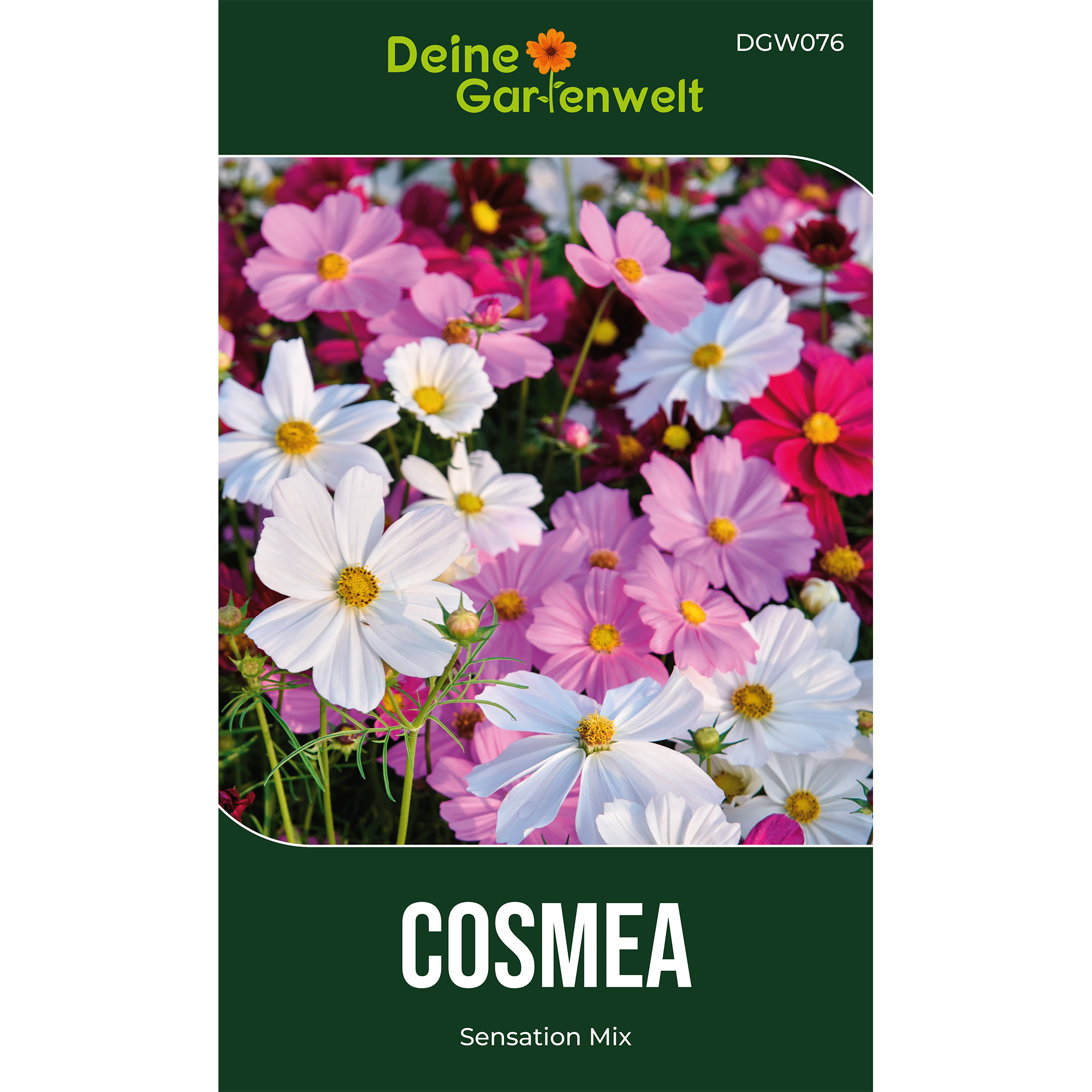Cosmea Schmuckkörbchen Sensation Mix