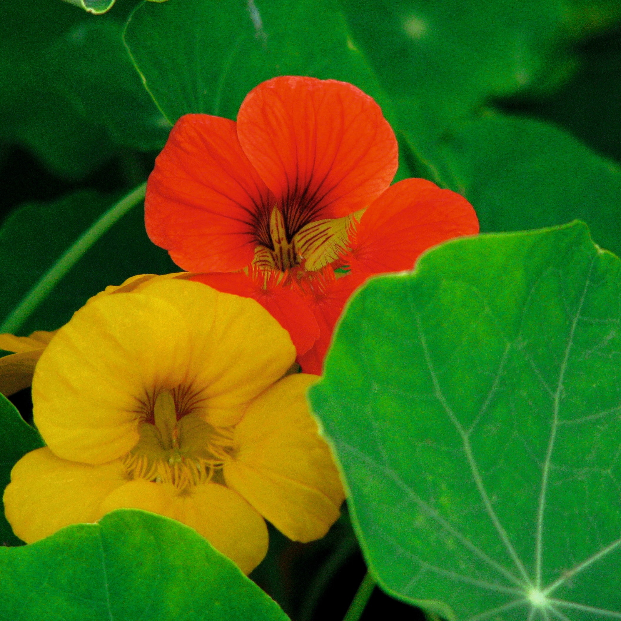 Kapuzinerkresse Rankende Mischung