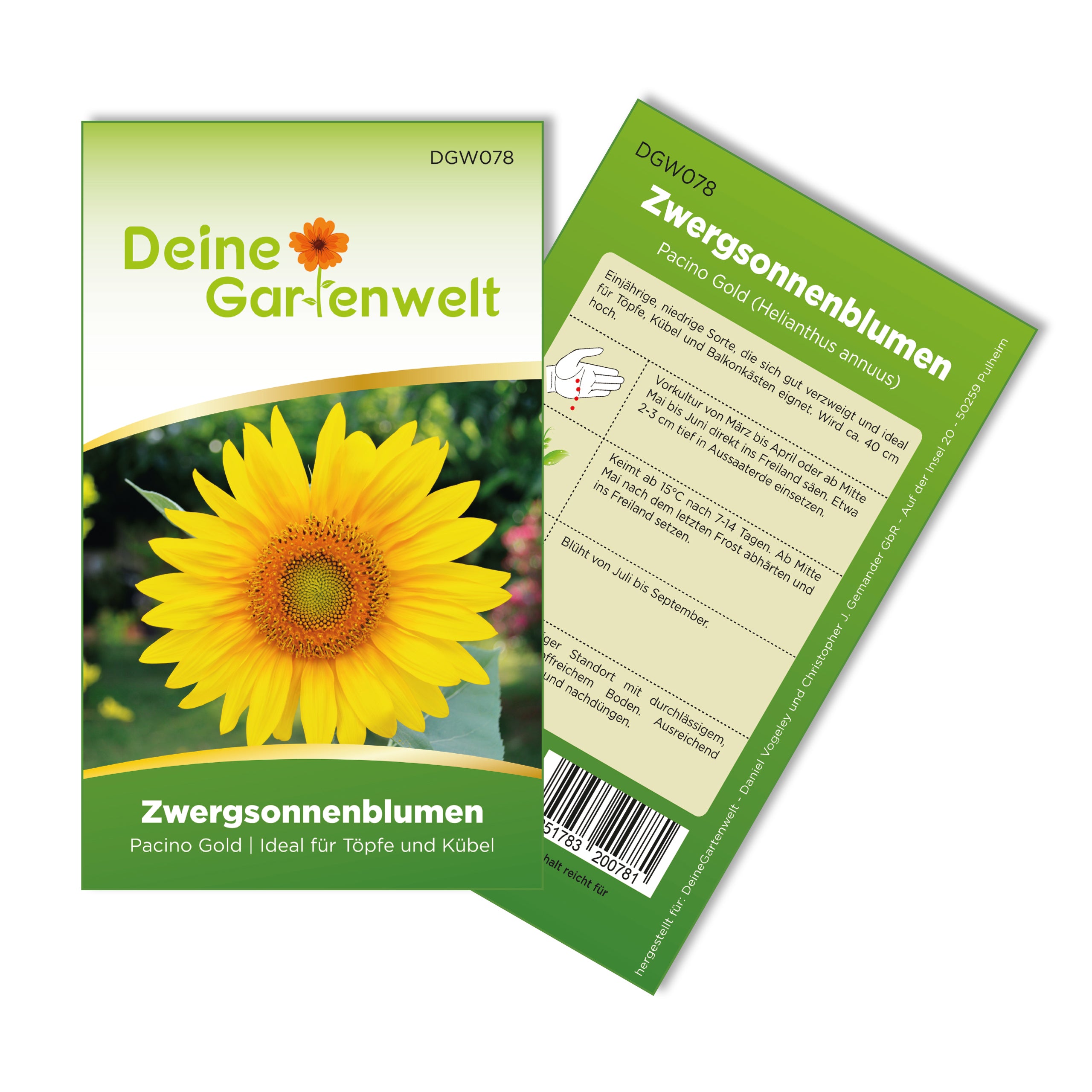 Zwergsonnenblume Pacino Gold