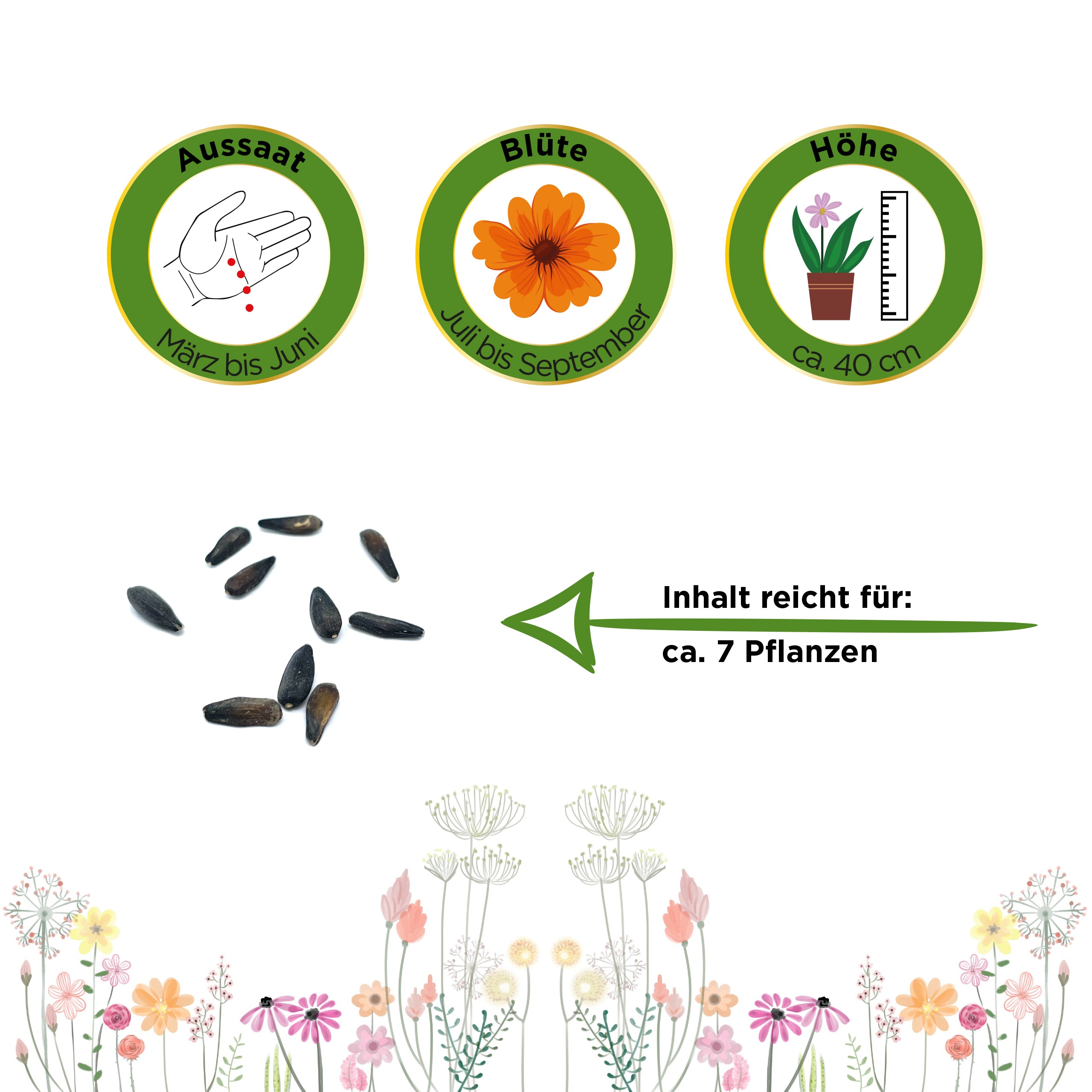 Zwergsonnenblume Pacino Gold