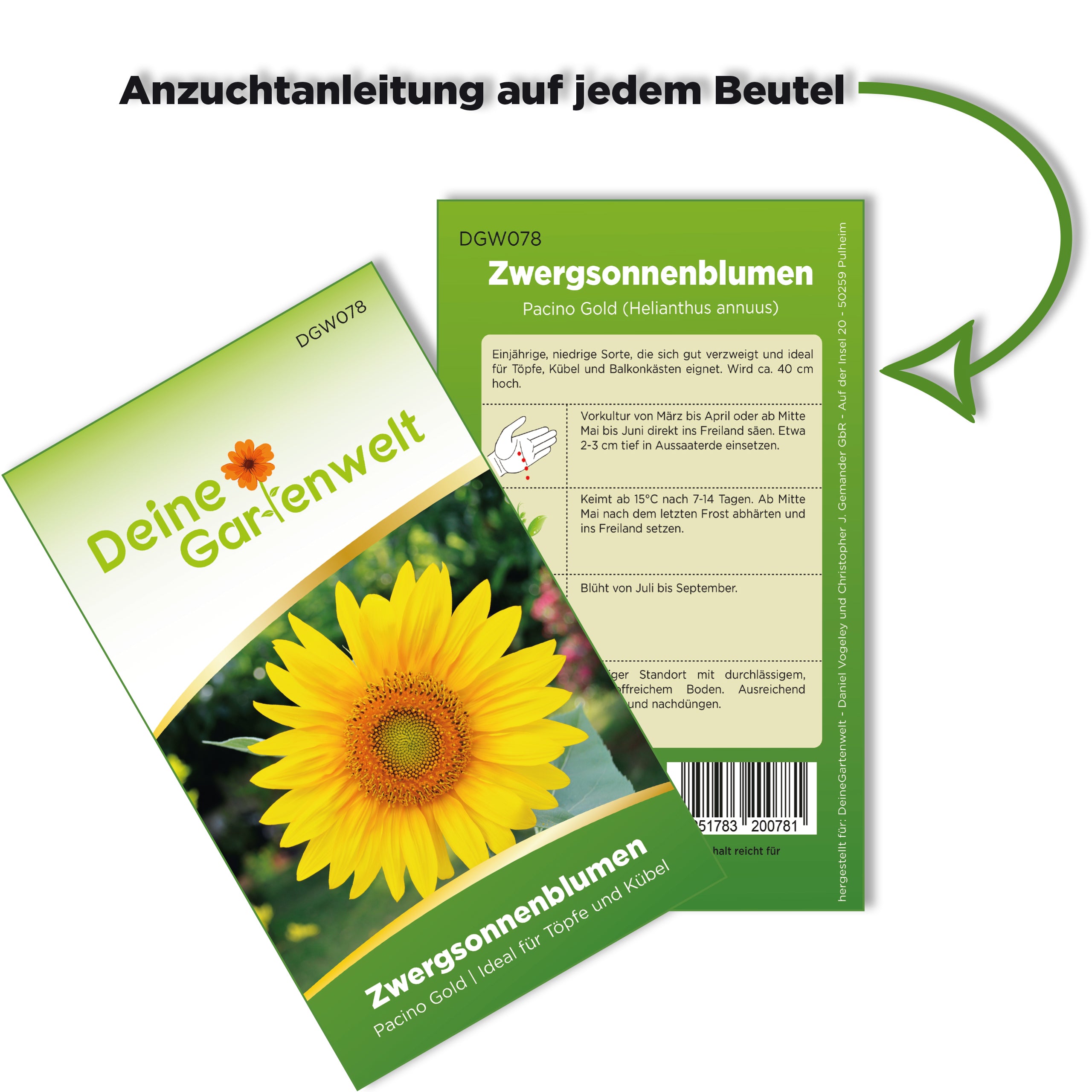 Zwergsonnenblume Pacino Gold