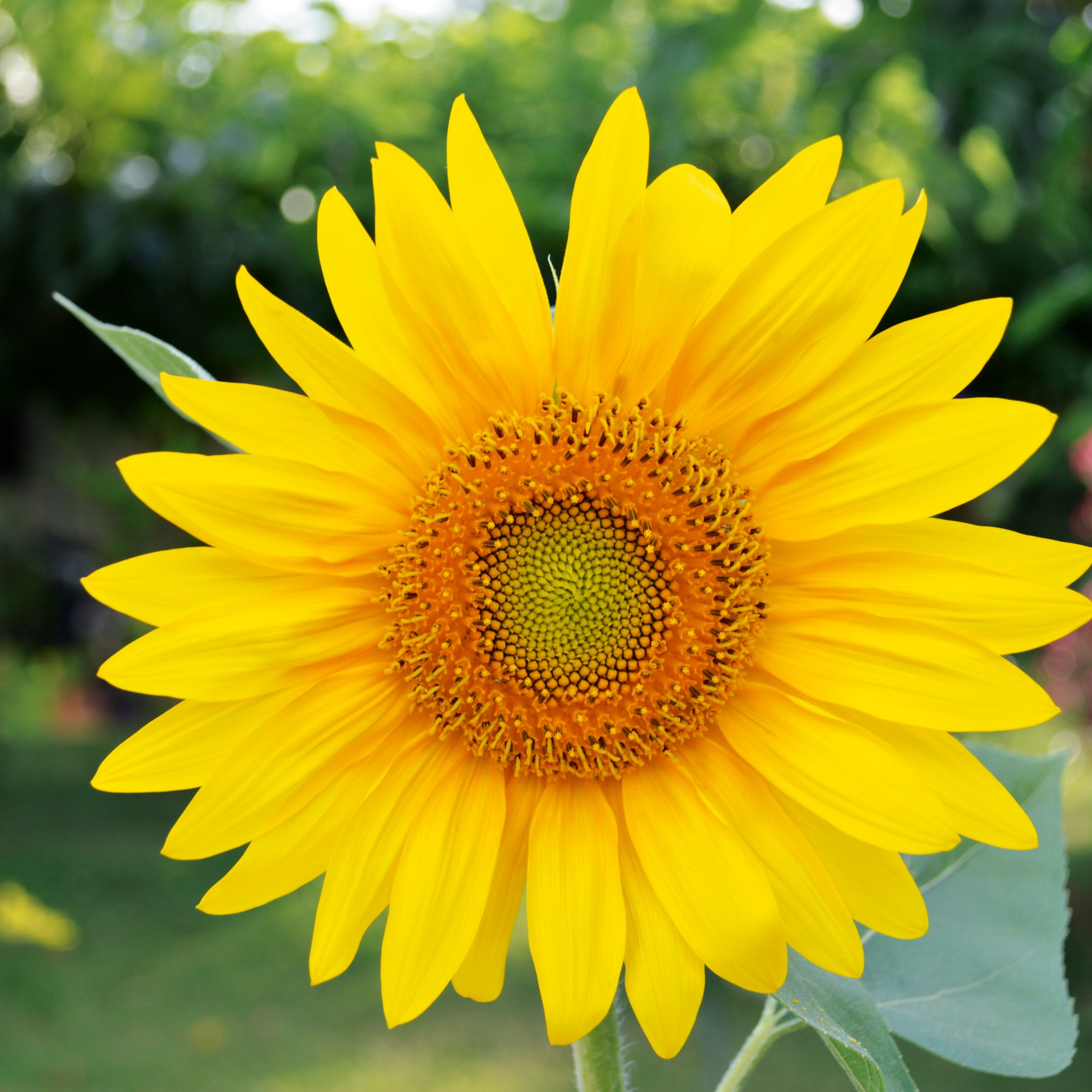 Zwergsonnenblume Pacino Gold