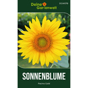 Zwergsonnenblume Pacino Gold