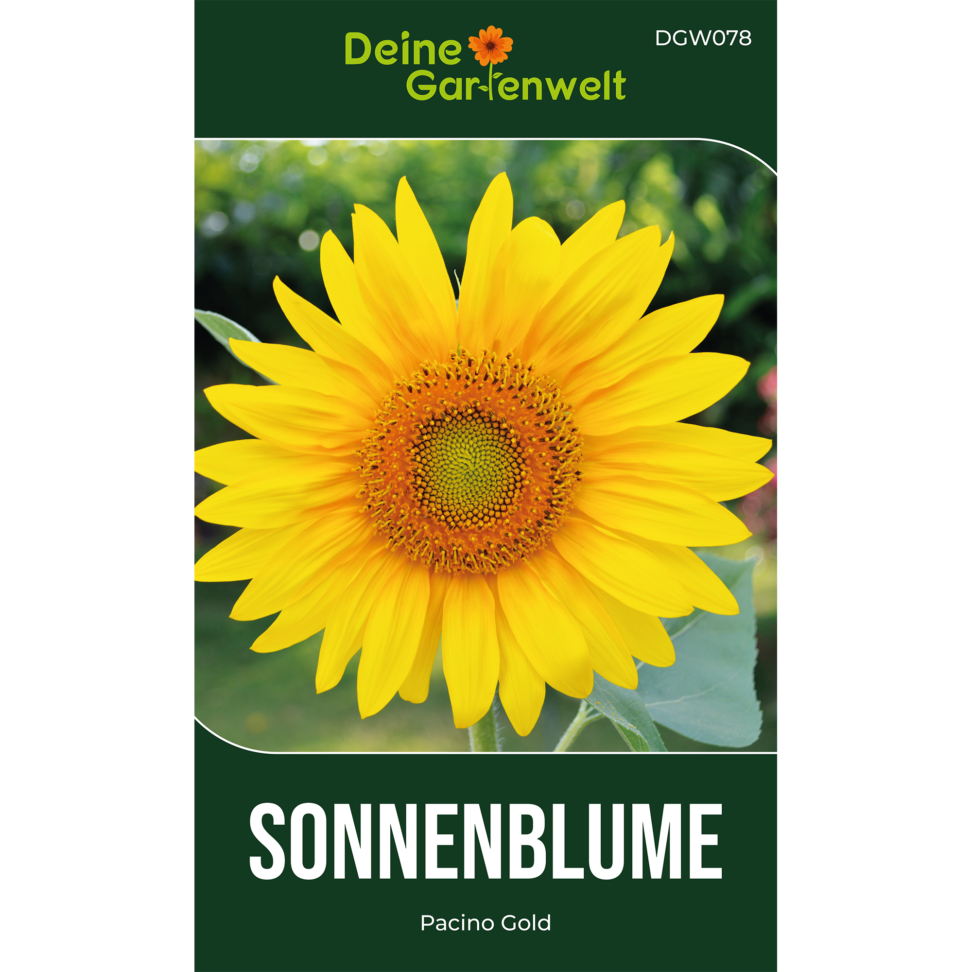 Zwergsonnenblume Pacino Gold