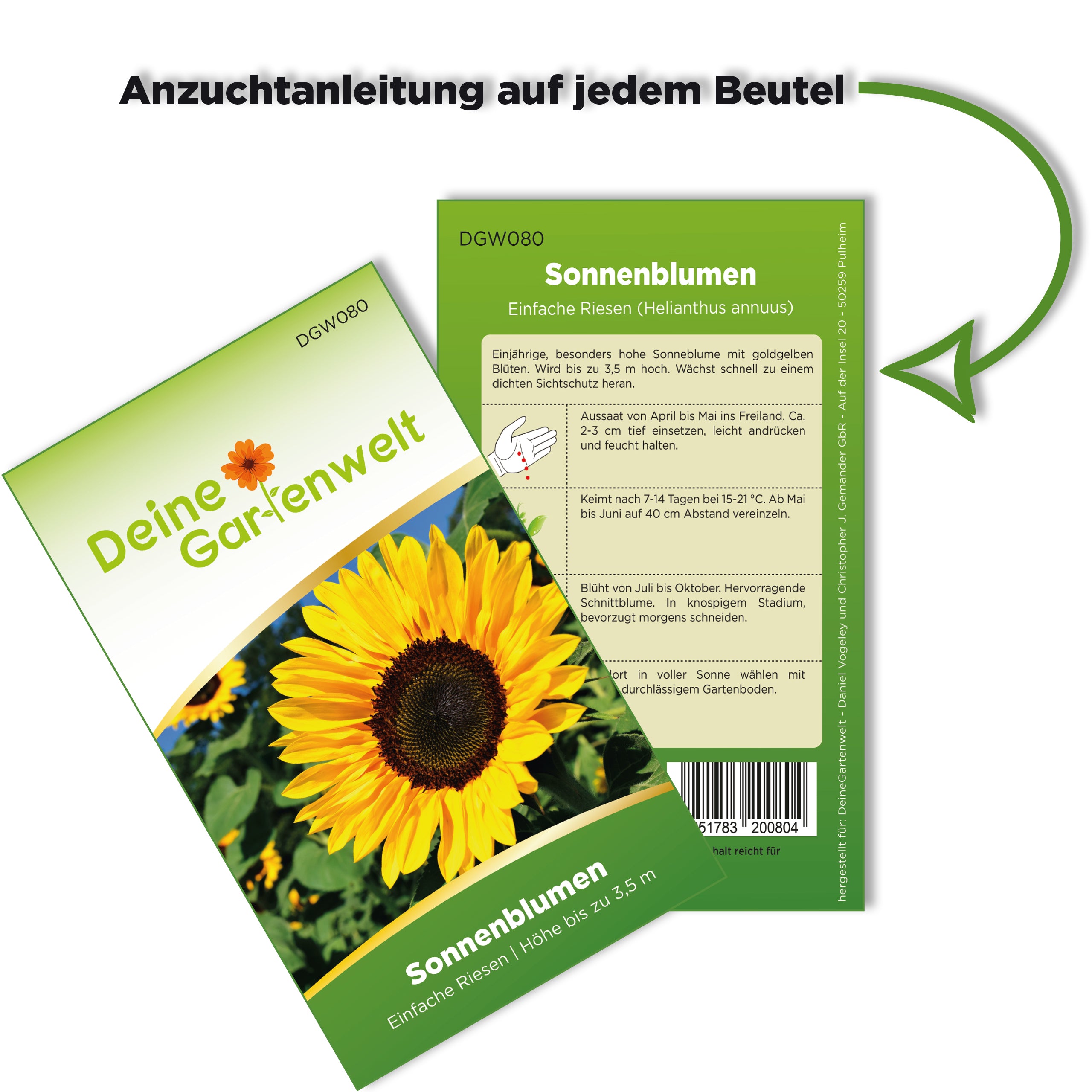 Sonnenblumen Einfache Riesen