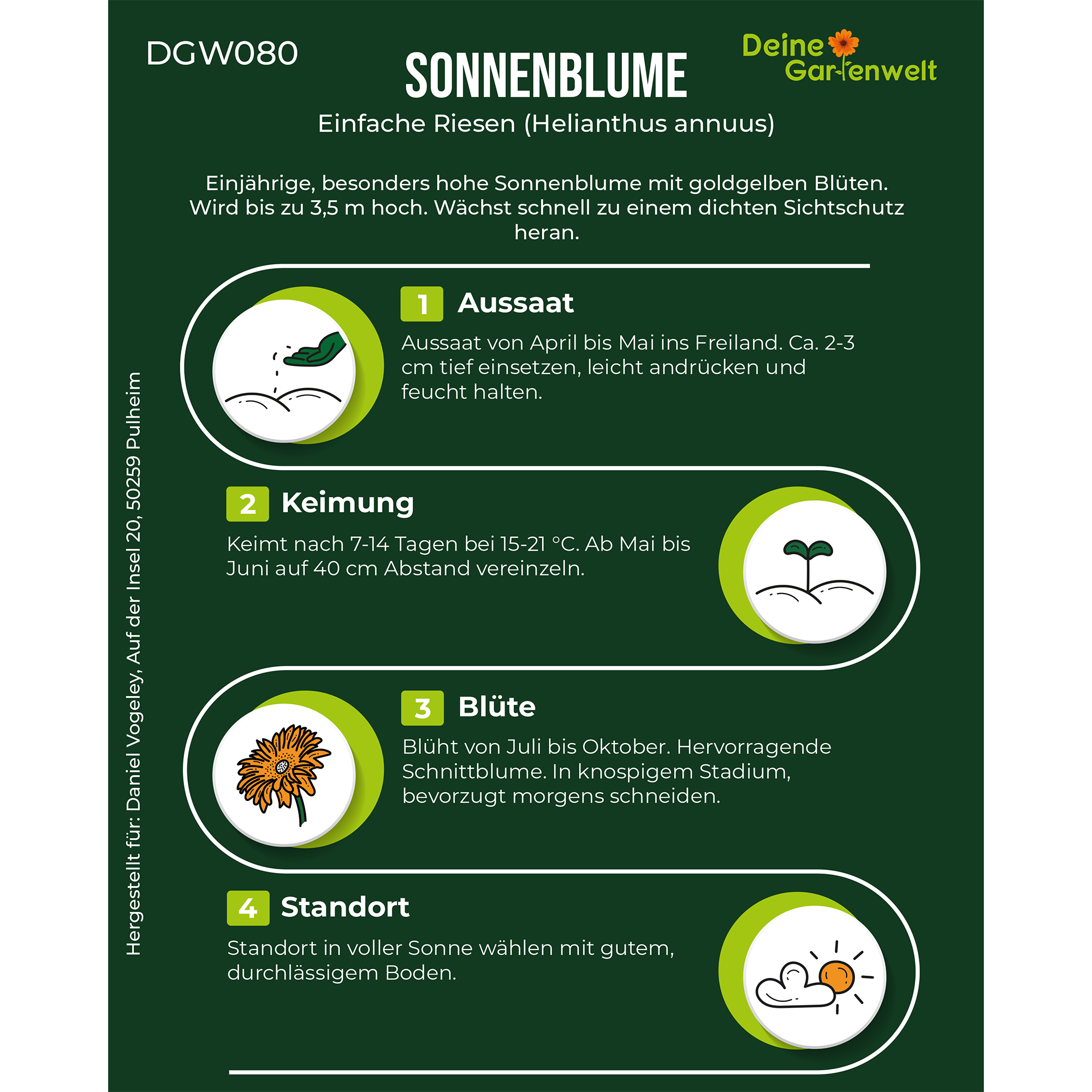 Sonnenblumen Einfache Riesen