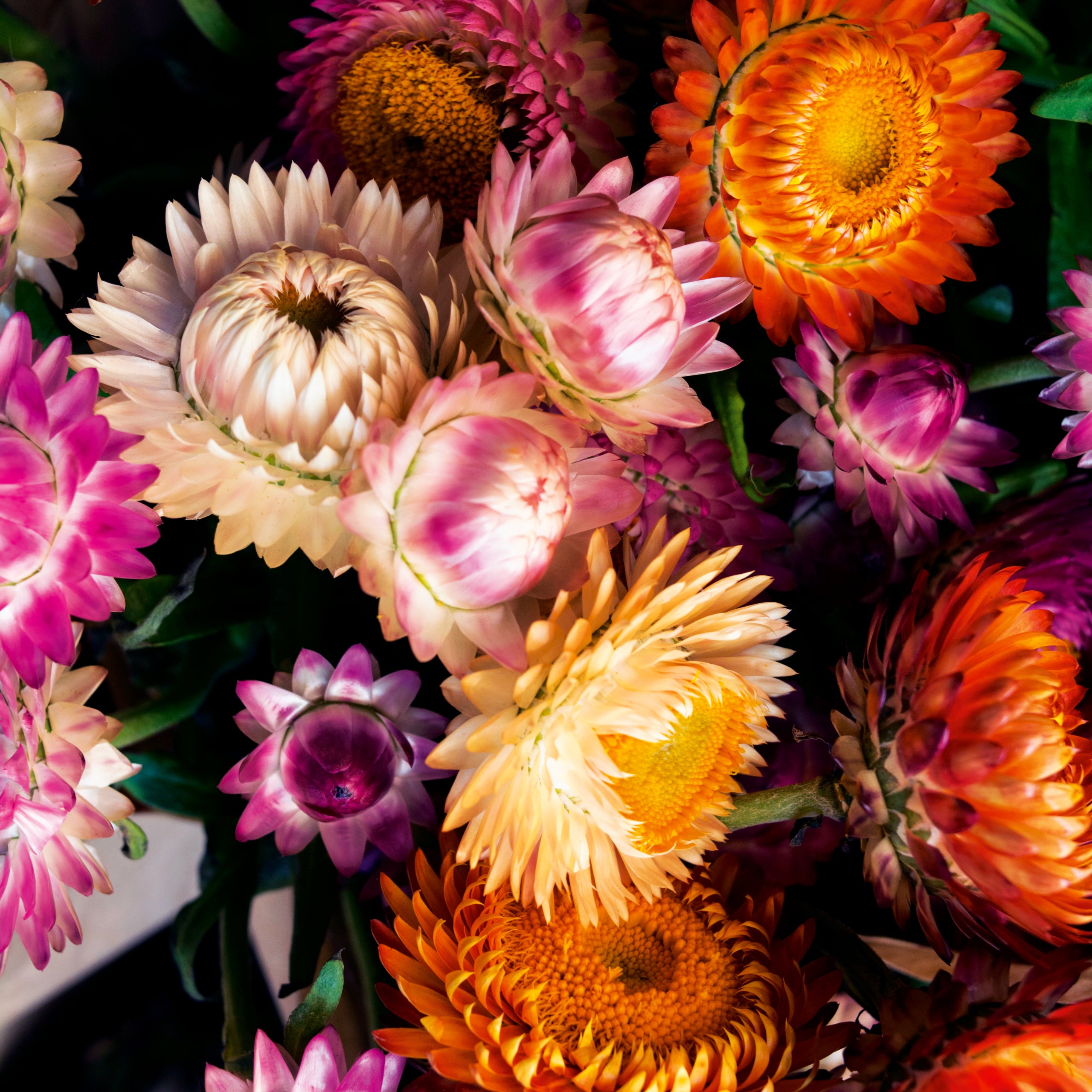 Strohblume gefüllte Mischung