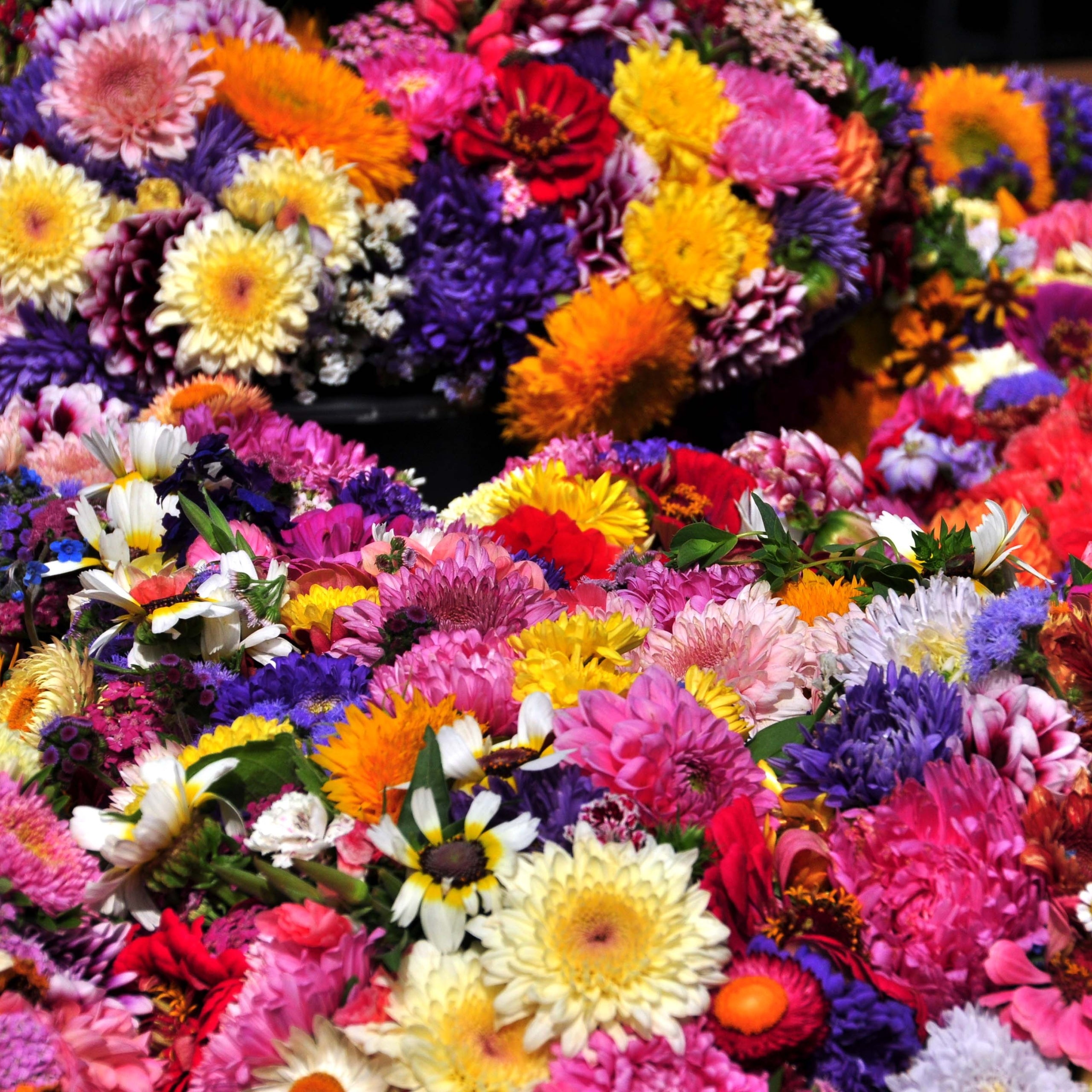 Strohblume gefüllte Mischung