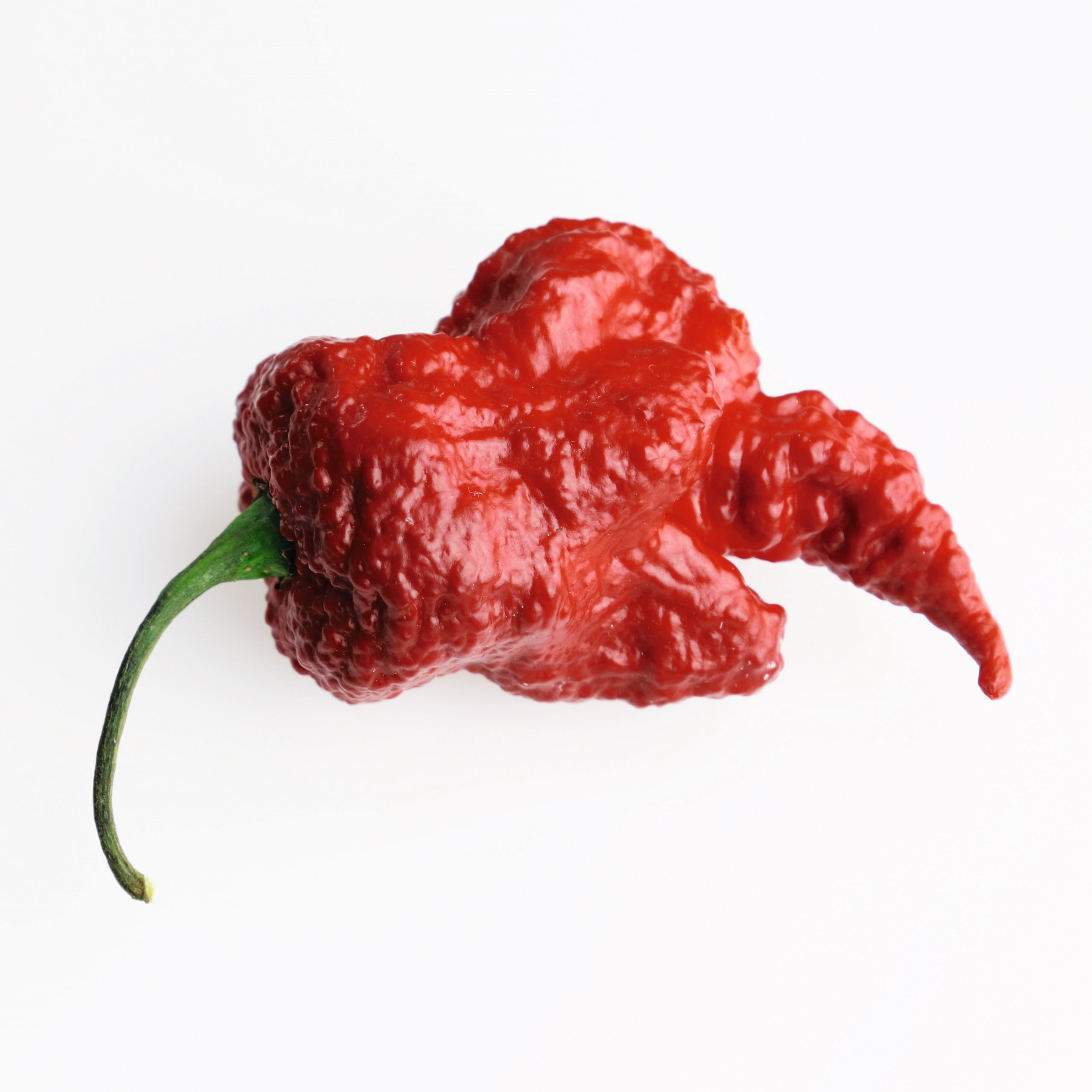 Chili Trinidad Moruga Scorpion