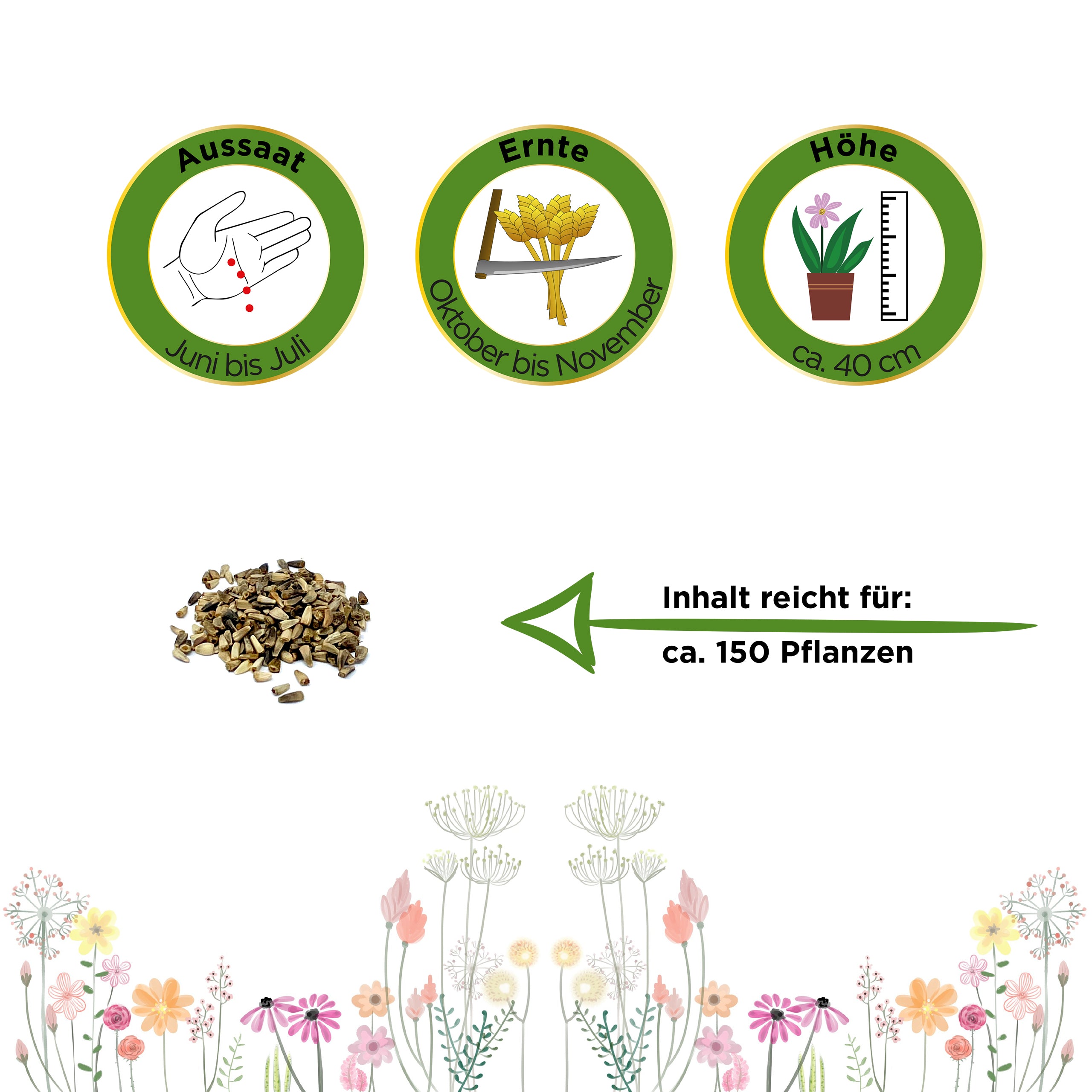 Zichoriensalat Zuckerhut