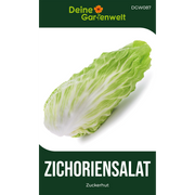 Zichoriensalat Zuckerhut