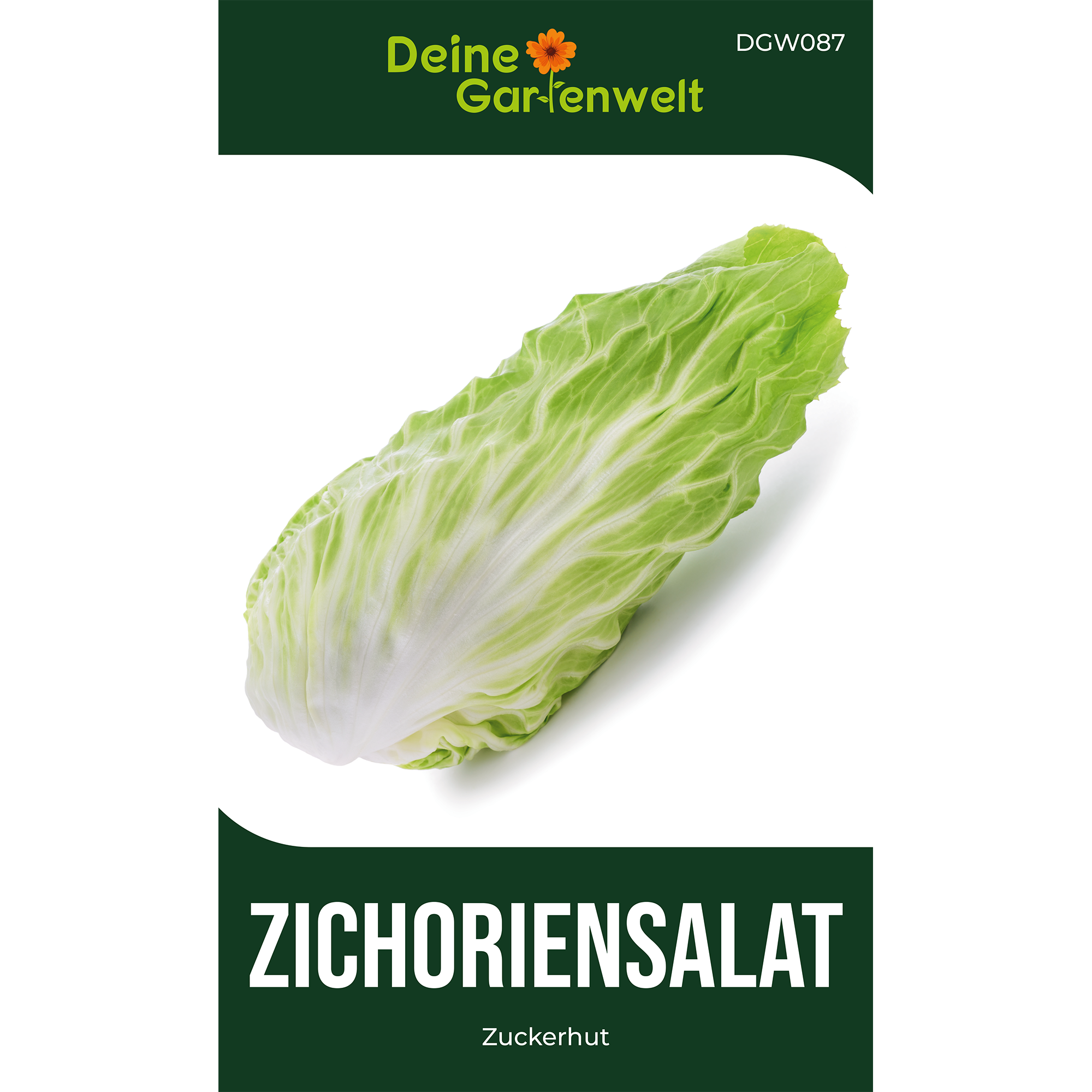 Zichoriensalat Zuckerhut
